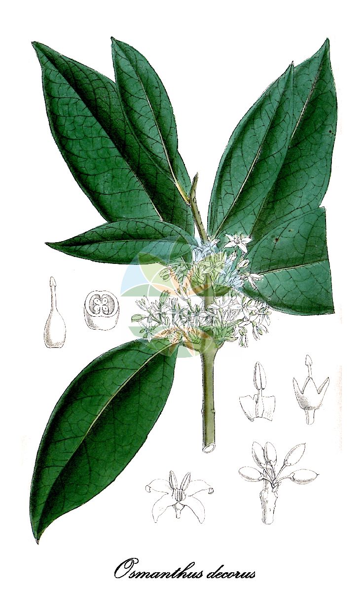 Osmanthus decorus - Oleaceae,Plantae,Pteridobiotina,Angiosperms,Lamiales,Oleaceae,Osmanthus,Osmanthus decorus,Phillyrea decora, Phillyrea laurifolia, Phillyrea medwedewii, Phillyrea medwedewii, Phillyrea vilmoriniana