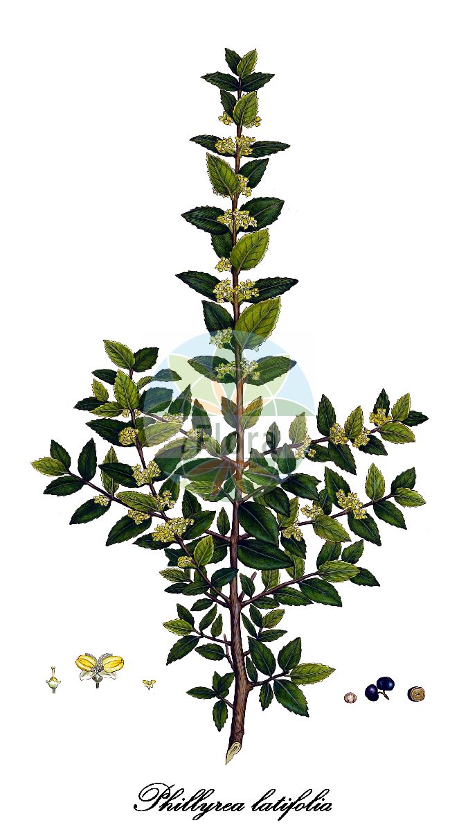 Phillyrea latifolia - Oleaceae,Plantae,Pteridobiotina,Angiosperms,Lamiales,Oleaceae,Phillyrea,Phillyrea latifolia,Olea latifolia, Phillyrea aeolica, Phillyrea angustifolia subsp. latifolia, Phillyrea angustifolia subsp. media, Phillyrea angustifolia subsp. rodriguezii, Phillyrea arbutifolia, Phillyrea barceloi, Phillyrea barceloi subsp. flahaultiana, Phillyrea barceloi subsp. knochei, Phillyrea barceloi subsp. marcetii, Phillyrea barceloi subsp. moraudii, Phillyrea barrandonis, Phillyrea bolivaris, Phillyrea bolivaris subsp. foliosa, Phillyrea buxifolia, Phillyrea cadevalli, Phillyrea caroli, Phillyrea colmeiroana, Phillyrea cordifolia, Phillyrea cordifolia subsp. barrerae, Phillyrea cordifolia subsp. burnatii, Phillyrea cordifolia subsp. fernandezii, Phillyrea cordifolia subsp. gaudiana, Phillyrea cordifolia subsp. gonzaleziana, Phillyrea cordifolia subsp. navasii, Phillyrea cordifolia subsp. oblongifolia, Phillyrea cordifolia subsp. parlatorei, Phillyrea cordifolia subsp. puigii, Phillyrea cordifolia subsp. rabassaletana, Phillyrea cordifolia subsp. sallentii, Phillyrea cordifolia subsp. sanmiguelis, Phillyrea cordifolia subsp. vinyalsii, Phillyrea cordifolia subsp. webbiana, Phillyrea cordifolia var. kebdanensis, Phillyrea cordifolia var. strobli, Phillyrea coriacea, Phillyrea daveauana, Phillyrea divaricata, Phillyrea ellipticifolia, Phillyrea ellipticifolia subsp. bordoyana, Phillyrea foliosa, Phillyrea fontserei, Phillyrea grandifolia, Phillyrea hybrida, Phillyrea ilicifolia, Phillyrea integrifolia, Phillyrea isabelis, Phillyrea jahandiezii, Phillyrea jordanimedia, Phillyrea laevis, Phillyrea laevis, Phillyrea laevis subsp. gastonis, Phillyrea latifolia f. buxifolia, Phillyrea latifolia f. ilicifolia, Phillyrea latifolia f. pendula, Phillyrea latifolia f. rotundifolia, Phillyrea latifolia f. spinosa, Phillyrea latifolia subsp. daninii, Phillyrea latifolia subsp. media, Phillyrea latifolia subsp. orientalis, Phillyrea latifolia subsp. rodriguezii, Phillyrea latifolia subsp. stricta, Phillyrea latifolia var. buxifolia, Phillyrea latifolia var. castellanamedia, Phillyrea latifolia var. ilicifolia, Phillyrea latifolia var. integrifolia, Phillyrea latifolia var. laevis, Phillyrea latifolia var. media, Phillyrea latifolia var. obliqua, Phillyrea latifolia var. rodriguezii, Phillyrea latifolia var. rotundifolia, Phillyrea latifolia var. serrata, Phillyrea latifolia var. spinosa, Phillyrea levis, Phillyrea ligustrifolia, Phillyrea longifolia, Phillyrea longifolia, Phillyrea longifolia subsp. andreuana, Phillyrea longifolia subsp. briquetii, Phillyrea longifolia subsp. closiana, Phillyrea longifolia subsp. degenii, Phillyrea longifolia subsp. forestieri, Phillyrea longifolia subsp. grandifolia, Phillyrea longifolia subsp. laguardae, Phillyrea longifolia subsp. laurifolia, Phillyrea longifolia subsp. loretii, Phillyrea longifolia subsp. maireana, Phillyrea longifolia subsp. pardilloana, Phillyrea longifolia subsp. pujiulae, Phillyrea longifolia subsp. reynieri, Phillyrea longifolia subsp. salvadoris, Phillyrea longifolia subsp. tournefortii, Phillyrea longifolia subsp. unamunoana, Phillyrea longifolia subsp. vidalii, Phillyrea major, Phillyrea martini, Phillyrea media, Phillyrea media var. buxifolia, Phillyrea media var. grandifolia, Phillyrea media var. ligustrifolia, Phillyrea media var. oleaefolia, Phillyrea media var. oleifolia, Phillyrea media var. pendula, Phillyrea media var. rodriguezii, Phillyrea media var. virgata, Phillyrea medianifolia, Phillyrea medianifolia f. majorifolia, Phillyrea medianifolia subsp. aguilaris, Phillyrea medianifolia subsp. allorgeana, Phillyrea medianifolia subsp. bercialis, Phillyrea medianifolia subsp. caballeroi, Phillyrea medianifolia subsp. castellana, Phillyrea medianifolia subsp. crenatifolia, Phillyrea medianifolia subsp. danielis, Phillyrea medianifolia subsp. dionysiana, Phillyrea medianifolia subsp. fernandii, Phillyrea medianifolia subsp. flichei, Phillyrea medianifolia subsp. frondosa, Phillyrea medianifolia subsp. heracliana, Phillyrea medianifolia subsp. heribaudii, Phillyrea medianifolia subsp. ilicifolia, Phillyrea medianifolia subsp. jordanii, Phillyrea medianifolia subsp. jorroi, Phillyrea medianifolia subsp. luciae, Phillyrea medianifolia subsp. maurorum, Phillyrea medianifolia subsp. montserratensis, Phillyrea medianifolia subsp. neriifolia, Phillyrea medianifolia subsp. paui, Phillyrea medianifolia subsp. prunellifolia, Phillyrea medianifolia subsp. souliei, Phillyrea medianifolia subsp. timbalii, Phillyrea medianifolia subsp. tortesii, Phillyrea medianifolia subsp. vayedana, Phillyrea medianifolia subsp. verdagueri, Phillyrea medianifolia subvar. stroblii, Phillyrea medianifolia var. anselmii, Phillyrea medianifolia var. balearica, Phillyrea medianifolia var. buxifolia, Phillyrea medianifolia var. corsica, Phillyrea medianifolia var. costei, Phillyrea mucronata, Phillyrea mucronata var. dentata, Phillyrea mucronata var. lanceolata, Phillyrea mucronata var. serrata, Phillyrea nerifoliamedia, Phillyrea obliqua, Phillyrea oblongifolia, Phillyrea obtusata, Phillyrea oleifolia, Phillyrea olleri, Phillyrea pachyphylla, Phillyrea pachyphylla subsp. augustinii, Phillyrea pedunculata, Phillyrea pendula, Phillyrea prunellifoliamedia, Phillyrea quercifolia, Phillyrea quercifolia subsp. floribunda, Phillyrea quercifolia subsp. hickelis, Phillyrea quercifolia subsp. xavieri, Phillyrea racemosa, Phillyrea rubioana, Phillyrea spinosa, Phillyrea spinosa var. angustifolia, Phillyrea spinosa var. grandidentata, Phillyrea spinosa var. latifolia, Phillyrea stricta, Phillyrea subangustifolia, Phillyrea subangustifolia subsp. alaternifolia, Phillyrea subangustifolia subsp. cneorifolia, Phillyrea subangustifolia subsp. fontqueri, Phillyrea subangustifolia subsp. martonnei, Phillyrea subangustifolia subsp. mezerifolia, Phillyrea subangustifolia subsp. microdonta, Phillyrea subangustifolia subsp. patxoti, Phillyrea subangustifolia subsp. rigoi, Phillyrea subangustifolia subsp. sagarrae, Phillyrea subangustifolia subsp. stricta, Phillyrea subangustifolia subsp. sudrei, Phillyrea subangustifolia subsp. valdesulcata, Phillyrea subangustifolia subsp. vallisvidrerae, Phillyrea subangustifolia subsp. virgata, Phillyrea subangustifolia var. diazii, Phillyrea subangustifolia var. oleastrifolia, Phillyrea trabutii, Phillyrea valentina, Phillyrea variabilis, Phillyrea variabilis, Phillyrea variabilis subsp. stricta, Phillyrea variabilis var. latifolia, Phillyrea virgata, Phillyrea vulgaris, Phillyrea vulgaris var. latifolia,Breitblättrige Steinlinde;Breitblättrige Steineibe;Filaire à lages feuilles;filaria à feuilles larges;filaria à larges feuilles;filaria intermédiaire;acebo portugués;adorna;agracejo;agracio;aladierno;alheña;arrayán;filida;filirea con hoja de adelfa;filirea con hojas de alheña;filirea con hojas de laurel serradas y puntiagudas;filirea de hoja ancha espinosa;grijano;labiérnago;labiérnago prieto;ladierna;ladierna agracejo;ladierrna de hoja ancha;lentisco;ligustro;olivillo;piadera;sanguino;fillirea a larghe foglie;olivastro;filaria;fillirea a foglie larghe;fillirea comune;ilatro comune;lilatro;aderno;aderno-bastardo;aderno-de-folhas-largas;adorna;agraço;philyrea-larga;philyrea-mediana;филирея широколистная;mretë;agrassot;aladern;aladern de fulla ampla;aladern fals;aladern mitjà;alzina borda;coscó mascle;fileria;gatoll;lladern mitjà;širokolisna komorika;širokolistna zelenika;філірея широколиста;грипа;bar=zayit beinoni;בַּר=זַיִת בֵּינוֹנִי