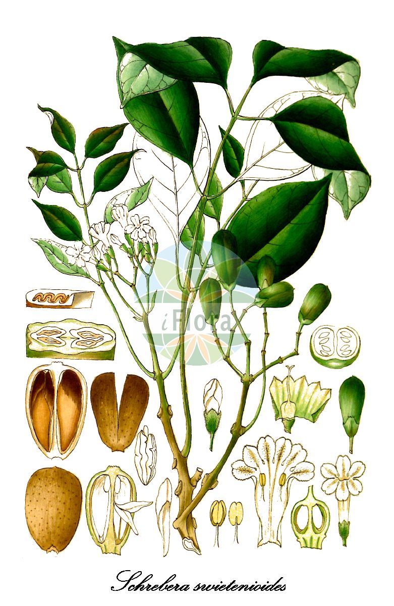 Schrebera swietenioides - Oleaceae,Plantae,Pteridobiotina,Angiosperms,Lamiales,Oleaceae,Schrebera,Schrebera swietenioides,Nathusia swieteniodes, Schrebera pubescens, Schrebera swietenioides var. pubescens
