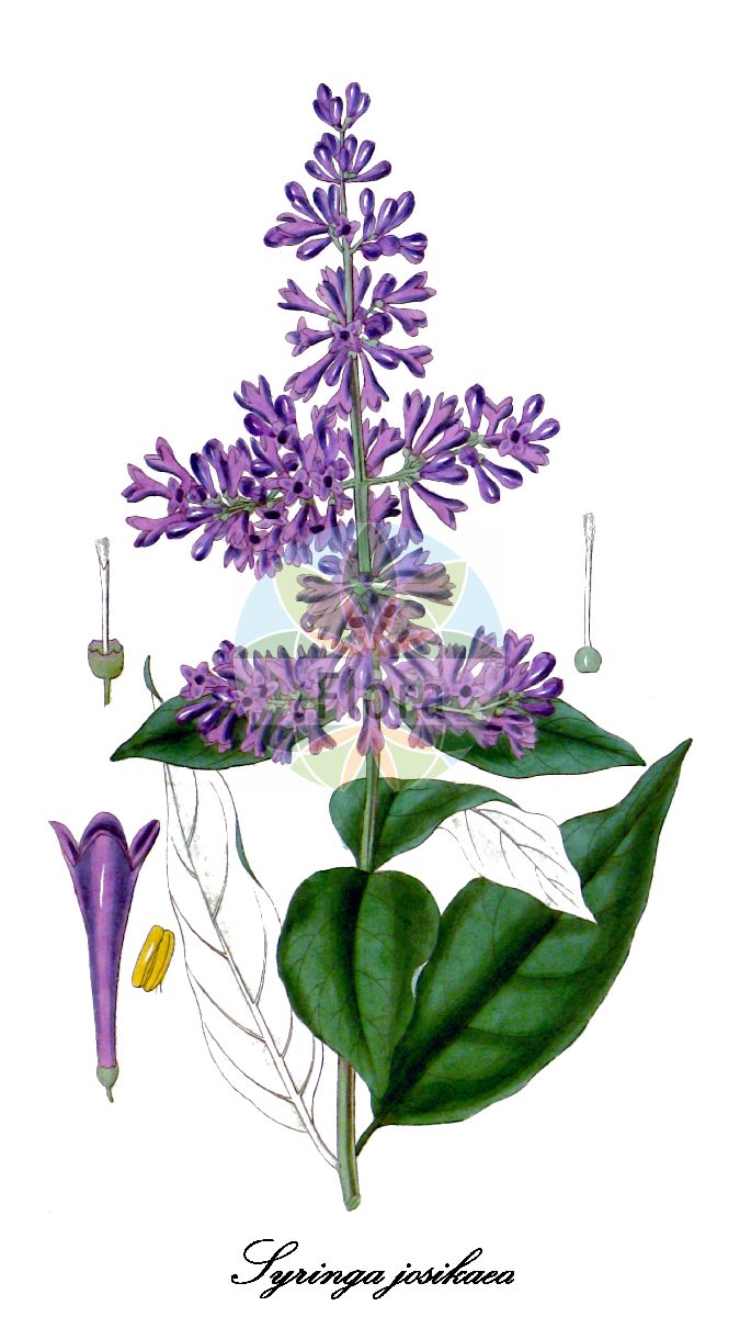 Syringa josikaea - Oleaceae,Plantae,Pteridobiotina,Angiosperms,Lamiales,Oleaceae,Syringa,Syringa josikaea,Syringa henryi var. eximia, Syringa josikaea f. eximia, Syringa josikaea var. eximia, Syringa josikaea var. zabelii, Syringa vincetoxifolia,lilas de Hongrie;lilla d'Ungheria;Hongaarse sering;paarde-zuring;сирень венгерская;ungersk syren;lilak Josiki;jósika-orgona;šeřík karpatský;šeřík karpatský;бузок угорський;мађарски јоргован