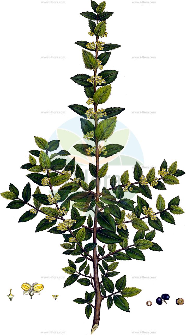 Phillyrea latifolia - Oleaceae,Plantae,Pteridobiotina,Angiosperms,Lamiales,Oleaceae,Phillyrea,Phillyrea latifolia,Olea latifolia, Phillyrea aeolica, Phillyrea angustifolia subsp. latifolia, Phillyrea angustifolia subsp. media, Phillyrea angustifolia subsp. rodriguezii, Phillyrea arbutifolia, Phillyrea barceloi, Phillyrea barceloi subsp. flahaultiana, Phillyrea barceloi subsp. knochei, Phillyrea barceloi subsp. marcetii, Phillyrea barceloi subsp. moraudii, Phillyrea barrandonis, Phillyrea bolivaris, Phillyrea bolivaris subsp. foliosa, Phillyrea buxifolia, Phillyrea cadevalli, Phillyrea caroli, Phillyrea colmeiroana, Phillyrea cordifolia, Phillyrea cordifolia subsp. barrerae, Phillyrea cordifolia subsp. burnatii, Phillyrea cordifolia subsp. fernandezii, Phillyrea cordifolia subsp. gaudiana, Phillyrea cordifolia subsp. gonzaleziana, Phillyrea cordifolia subsp. navasii, Phillyrea cordifolia subsp. oblongifolia, Phillyrea cordifolia subsp. parlatorei, Phillyrea cordifolia subsp. puigii, Phillyrea cordifolia subsp. rabassaletana, Phillyrea cordifolia subsp. sallentii, Phillyrea cordifolia subsp. sanmiguelis, Phillyrea cordifolia subsp. vinyalsii, Phillyrea cordifolia subsp. webbiana, Phillyrea cordifolia var. kebdanensis, Phillyrea cordifolia var. strobli, Phillyrea coriacea, Phillyrea daveauana, Phillyrea divaricata, Phillyrea ellipticifolia, Phillyrea ellipticifolia subsp. bordoyana, Phillyrea foliosa, Phillyrea fontserei, Phillyrea grandifolia, Phillyrea hybrida, Phillyrea ilicifolia, Phillyrea integrifolia, Phillyrea isabelis, Phillyrea jahandiezii, Phillyrea jordanimedia, Phillyrea laevis, Phillyrea laevis, Phillyrea laevis subsp. gastonis, Phillyrea latifolia f. buxifolia, Phillyrea latifolia f. ilicifolia, Phillyrea latifolia f. pendula, Phillyrea latifolia f. rotundifolia, Phillyrea latifolia f. spinosa, Phillyrea latifolia subsp. daninii, Phillyrea latifolia subsp. media, Phillyrea latifolia subsp. orientalis, Phillyrea latifolia subsp. rodriguezii, Phillyrea latifolia subsp. stricta, Phillyrea latifolia var. buxifolia, Phillyrea latifolia var. castellanamedia, Phillyrea latifolia var. ilicifolia, Phillyrea latifolia var. integrifolia, Phillyrea latifolia var. laevis, Phillyrea latifolia var. media, Phillyrea latifolia var. obliqua, Phillyrea latifolia var. rodriguezii, Phillyrea latifolia var. rotundifolia, Phillyrea latifolia var. serrata, Phillyrea latifolia var. spinosa, Phillyrea levis, Phillyrea ligustrifolia, Phillyrea longifolia, Phillyrea longifolia, Phillyrea longifolia subsp. andreuana, Phillyrea longifolia subsp. briquetii, Phillyrea longifolia subsp. closiana, Phillyrea longifolia subsp. degenii, Phillyrea longifolia subsp. forestieri, Phillyrea longifolia subsp. grandifolia, Phillyrea longifolia subsp. laguardae, Phillyrea longifolia subsp. laurifolia, Phillyrea longifolia subsp. loretii, Phillyrea longifolia subsp. maireana, Phillyrea longifolia subsp. pardilloana, Phillyrea longifolia subsp. pujiulae, Phillyrea longifolia subsp. reynieri, Phillyrea longifolia subsp. salvadoris, Phillyrea longifolia subsp. tournefortii, Phillyrea longifolia subsp. unamunoana, Phillyrea longifolia subsp. vidalii, Phillyrea major, Phillyrea martini, Phillyrea media, Phillyrea media var. buxifolia, Phillyrea media var. grandifolia, Phillyrea media var. ligustrifolia, Phillyrea media var. oleaefolia, Phillyrea media var. oleifolia, Phillyrea media var. pendula, Phillyrea media var. rodriguezii, Phillyrea media var. virgata, Phillyrea medianifolia, Phillyrea medianifolia f. majorifolia, Phillyrea medianifolia subsp. aguilaris, Phillyrea medianifolia subsp. allorgeana, Phillyrea medianifolia subsp. bercialis, Phillyrea medianifolia subsp. caballeroi, Phillyrea medianifolia subsp. castellana, Phillyrea medianifolia subsp. crenatifolia, Phillyrea medianifolia subsp. danielis, Phillyrea medianifolia subsp. dionysiana, Phillyrea medianifolia subsp. fernandii, Phillyrea medianifolia subsp. flichei, Phillyrea medianifolia subsp. frondosa, Phillyrea medianifolia subsp. heracliana, Phillyrea medianifolia subsp. heribaudii, Phillyrea medianifolia subsp. ilicifolia, Phillyrea medianifolia subsp. jordanii, Phillyrea medianifolia subsp. jorroi, Phillyrea medianifolia subsp. luciae, Phillyrea medianifolia subsp. maurorum, Phillyrea medianifolia subsp. montserratensis, Phillyrea medianifolia subsp. neriifolia, Phillyrea medianifolia subsp. paui, Phillyrea medianifolia subsp. prunellifolia, Phillyrea medianifolia subsp. souliei, Phillyrea medianifolia subsp. timbalii, Phillyrea medianifolia subsp. tortesii, Phillyrea medianifolia subsp. vayedana, Phillyrea medianifolia subsp. verdagueri, Phillyrea medianifolia subvar. stroblii, Phillyrea medianifolia var. anselmii, Phillyrea medianifolia var. balearica, Phillyrea medianifolia var. buxifolia, Phillyrea medianifolia var. corsica, Phillyrea medianifolia var. costei, Phillyrea mucronata, Phillyrea mucronata var. dentata, Phillyrea mucronata var. lanceolata, Phillyrea mucronata var. serrata, Phillyrea nerifoliamedia, Phillyrea obliqua, Phillyrea oblongifolia, Phillyrea obtusata, Phillyrea oleifolia, Phillyrea olleri, Phillyrea pachyphylla, Phillyrea pachyphylla subsp. augustinii, Phillyrea pedunculata, Phillyrea pendula, Phillyrea prunellifoliamedia, Phillyrea quercifolia, Phillyrea quercifolia subsp. floribunda, Phillyrea quercifolia subsp. hickelis, Phillyrea quercifolia subsp. xavieri, Phillyrea racemosa, Phillyrea rubioana, Phillyrea spinosa, Phillyrea spinosa var. angustifolia, Phillyrea spinosa var. grandidentata, Phillyrea spinosa var. latifolia, Phillyrea stricta, Phillyrea subangustifolia, Phillyrea subangustifolia subsp. alaternifolia, Phillyrea subangustifolia subsp. cneorifolia, Phillyrea subangustifolia subsp. fontqueri, Phillyrea subangustifolia subsp. martonnei, Phillyrea subangustifolia subsp. mezerifolia, Phillyrea subangustifolia subsp. microdonta, Phillyrea subangustifolia subsp. patxoti, Phillyrea subangustifolia subsp. rigoi, Phillyrea subangustifolia subsp. sagarrae, Phillyrea subangustifolia subsp. stricta, Phillyrea subangustifolia subsp. sudrei, Phillyrea subangustifolia subsp. valdesulcata, Phillyrea subangustifolia subsp. vallisvidrerae, Phillyrea subangustifolia subsp. virgata, Phillyrea subangustifolia var. diazii, Phillyrea subangustifolia var. oleastrifolia, Phillyrea trabutii, Phillyrea valentina, Phillyrea variabilis, Phillyrea variabilis, Phillyrea variabilis subsp. stricta, Phillyrea variabilis var. latifolia, Phillyrea virgata, Phillyrea vulgaris, Phillyrea vulgaris var. latifolia,Breitblättrige Steinlinde;Breitblättrige Steineibe;Filaire à lages feuilles;filaria à feuilles larges;filaria à larges feuilles;filaria intermédiaire;acebo portugués;adorna;agracejo;agracio;aladierno;alheña;arrayán;filida;filirea con hoja de adelfa;filirea con hojas de alheña;filirea con hojas de laurel serradas y puntiagudas;filirea de hoja ancha espinosa;grijano;labiérnago;labiérnago prieto;ladierna;ladierna agracejo;ladierrna de hoja ancha;lentisco;ligustro;olivillo;piadera;sanguino;fillirea a larghe foglie;olivastro;filaria;fillirea a foglie larghe;fillirea comune;ilatro comune;lilatro;aderno;aderno-bastardo;aderno-de-folhas-largas;adorna;agraço;philyrea-larga;philyrea-mediana;филирея широколистная;mretë;agrassot;aladern;aladern de fulla ampla;aladern fals;aladern mitjà;alzina borda;coscó mascle;fileria;gatoll;lladern mitjà;širokolisna komorika;širokolistna zelenika;філірея широколиста;грипа;bar=zayit beinoni;בַּר=זַיִת בֵּינוֹנִי