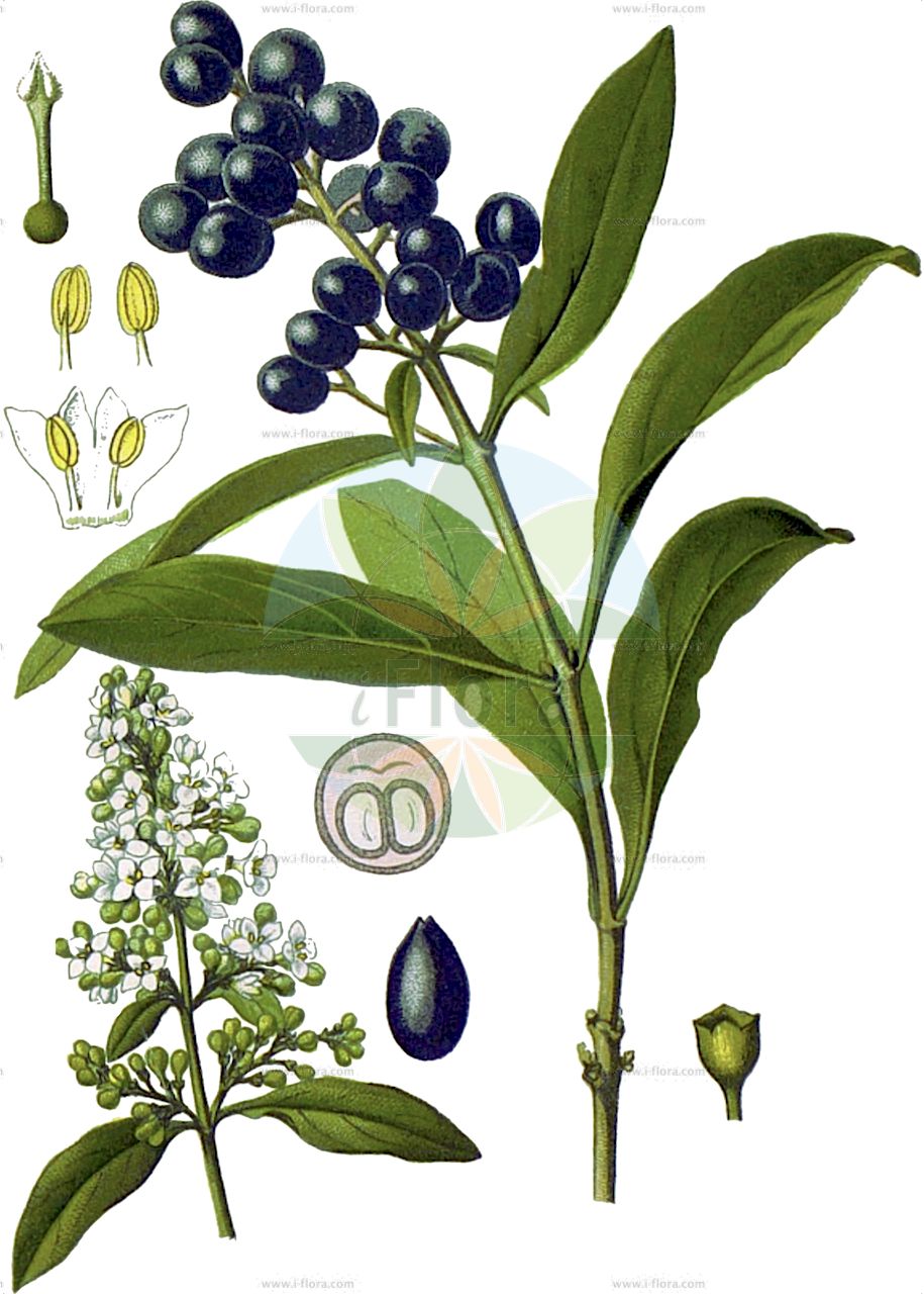 Ligustrum vulgare - Oleaceae,Plantae,Pteridobiotina,Angiosperms,Lamiales,Oleaceae,Ligustrum,Ligustrum vulgare,Ligustrum album, Ligustrum album, Ligustrum angustifolium, Ligustrum decipiens, Ligustrum insulare, Ligustrum insulense, Ligustrum italicum, Ligustrum lodense, Ligustrum oviforme, Ligustrum sempervirens, Ligustrum sempervirens, Ligustrum vicinum, Ligustrum vulgare f. argenteovariegatum, Ligustrum vulgare f. aureovariegatum, Ligustrum vulgare f. aureum, Ligustrum vulgare f. auriflorum, Ligustrum vulgare f. buxifolium, Ligustrum vulgare f. chlorocarpum, Ligustrum vulgare f. densiflorum, Ligustrum vulgare f. flaviflorum, Ligustrum vulgare f. glaucum, Ligustrum vulgare f. leucocarpum, Ligustrum vulgare f. lodense, Ligustrum vulgare f. microphyllum, Ligustrum vulgare f. nanum, Ligustrum vulgare f. pendulum, Ligustrum vulgare f. pyramidale, Ligustrum vulgare f. rupicola, Ligustrum vulgare f. triphyllum, Ligustrum vulgare f. xanthocarpum, Ligustrum vulgare f. xanthocarpum, Ligustrum vulgare subsp. italicum, Ligustrum vulgare unr. nanum, Ligustrum vulgare unr. pendulum, Ligustrum vulgare var. argenteovariegatum, Ligustrum vulgare var. atrovirens, Ligustrum vulgare var. aureovariegatum, Ligustrum vulgare var. aureum, Ligustrum vulgare var. aureum, Ligustrum vulgare var. auriflorum, Ligustrum vulgare var. buxifolium, Ligustrum vulgare var. chlorocarpum, Ligustrum vulgare var. chlorocarpum, Ligustrum vulgare var. coombei, Ligustrum vulgare var. densiflorum, Ligustrum vulgare var. glaucum, Ligustrum vulgare var. glaucum, Ligustrum vulgare var. insulense, Ligustrum vulgare var. italicum, Ligustrum vulgare var. lactiflorum, Ligustrum vulgare var. laurifolium, Ligustrum vulgare var. leucocarpum, Ligustrum vulgare var. macrophyllum, Ligustrum vulgare var. pendulum, Ligustrum vulgare var. pyramidale, Ligustrum vulgare var. pyramidale, Ligustrum vulgare var. rupicola, Ligustrum vulgare var. sempervirens, Ligustrum vulgare var. variegatum, Ligustrum vulgare var. variegatum, Ligustrum vulgare var. xanthocarpum, Ligustrum vulgare var. xanthocarpum, Olea humilis,Gewöhnlicher Liguster;Rainweide;Gemeiner Liguster;Liguster;wild privet;privet;common privet;european privet;Troène vulgaire;troène commun;troène d'Europe;bois noir;fragion;frézillon;meuron;puin;puine;purlin;raisin de chien;sauveignot;sauvillot;trogne;trouille;truffetier;aligustre comun;aligustre común;albeña;aligustre;árbol del paraíso;azahar silvestre;boje;capicuerno;dentisco;legustre;ligustro;malmadurillo;matahombres;olivastro;palillo duro;sanguñera;sebe de jardín;Ligustro comune;ligustro;olivella;wilde liguster;alfaneiro;alfena;alfeneiro;alfenheiro;alfeninheiro;antoninhas;cascafilgueiro;fiafeira;filseira;ligustro;santantoninhas;бирючина обыкновенная;kurtbağrı;voshtër;olivereta;obična kalina;liguster;liguster;navadna kalina;közönséges fagyal;ptačí zob obecný;lemn cainesc;zob vtáčí;бирючина звичайна;обикновено птиче грозде