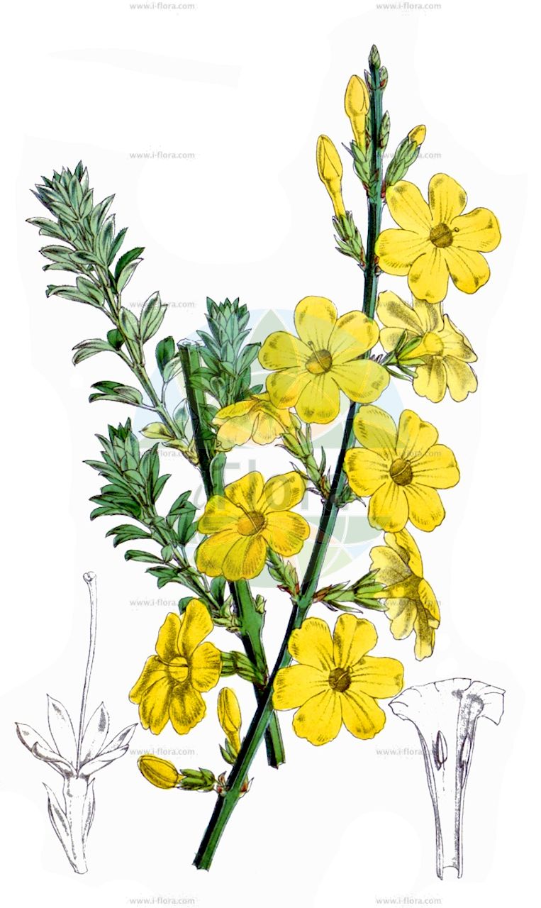 Jasminum nudiflorum - Oleaceae,Plantae,Pteridobiotina,Angiosperms,Lamiales,Oleaceae,Jasminum,Jasminum nudiflorum,Jasminum nudiflorum var. nudiflorum,Winter-Jasmin;winter jasmine;Jasmin à fleurs nues;jasmin d'hiver;jazmin;jazmín amarillo;jazmín de invierno;jazmin de San José;Gelsomino dell'inverno;gelsomino d'inverno;gelsomino a fiori nudi;winterjasmijn;jasmim-de-são-josé;жасмин голоцветковый;жасмин голоцветный;jasemin;englantina;pravi jasmin;vinterjasmin;jaśmin nagokwiatowy;jaśminek nagokwiatowy;ôbai;オウバイ;жасмін голоцвітий;ран хрищел;yíng chūn huā;迎春花