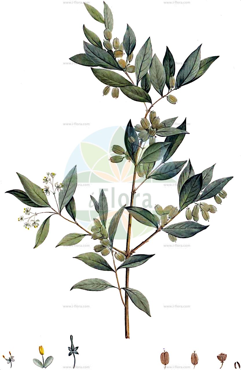 Fontanesia phillyreoides - Oleaceae,Plantae,Pteridobiotina,Angiosperms,Lamiales,Oleaceae,Fontanesia,Fontanesia phillyreoides,Fontanesia angustifolia, Fontanesia angustifolia, Fontanesia philliraeoides var. angustifolia, Fontanesia philliraeoides var. longifolia, Fontanesia philliraeoides var. mediterranea, Fontanesia phillyreoides var. longifolia, Fontanesia phillyreoides var. mediterranea, Fontanesia phillyreoides var. phillyreoides,fontanesia;фонтанезия филиреевидная;фонтанезія філіреєподібна;фонтанезия