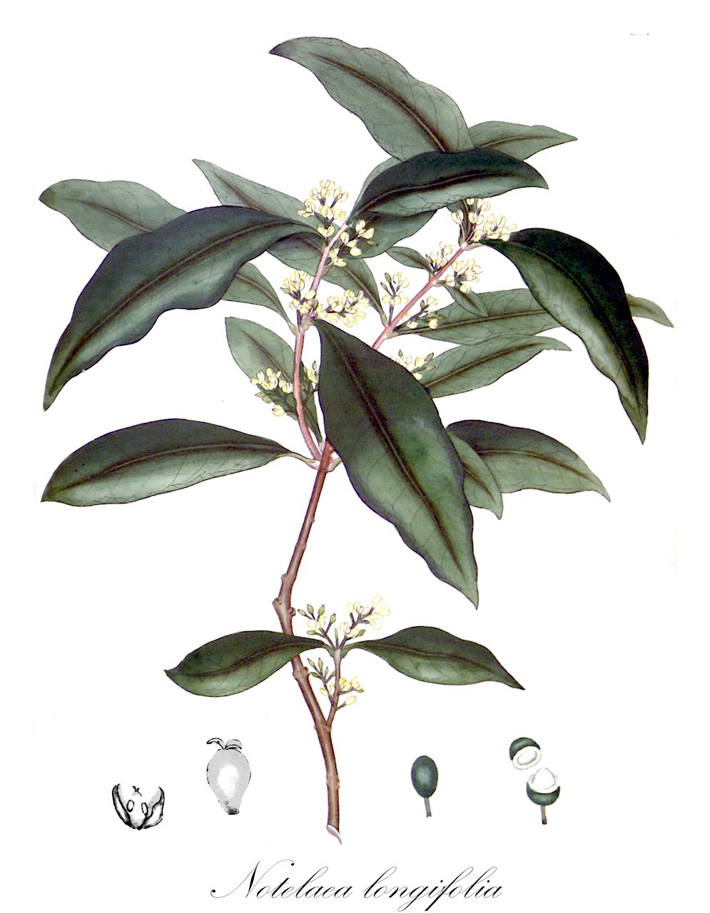 Notelaea longifolia - Oleaceae,Plantae,Pteridobiotina,Angiosperms,Lamiales,Oleaceae,Notelaea,Notelaea longifolia,Notelaea laurifolia, Notelaea longifolia f. glabra, Notelaea longifolia f. glabra, Notelaea longifolia f. intermedia, Notelaea longifolia f. intermedia, Notelaea longifolia var. candolleana, Notelaea longifolia var. decomposita, Notelaea longifolia var. rigida, Notelaea longifolia var. typica, Notelaea nervosa, Notelaea reticulata, Notelaea rigida, Olea apetala, Postuera longifolia, Rhysospermum ellipticum, Rhysospermum nervosum