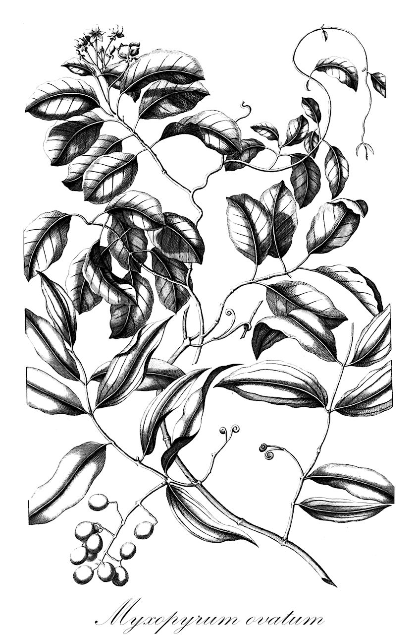 Myxopyrum ovatum - Oleaceae,Plantae,Pteridobiotina,Angiosperms,Lamiales,Oleaceae,Myxopyrum,Myxopyrum ovatum,Myxopyrum cordatum, Myxopyrum macrolobum, Myxopyrum philippinense