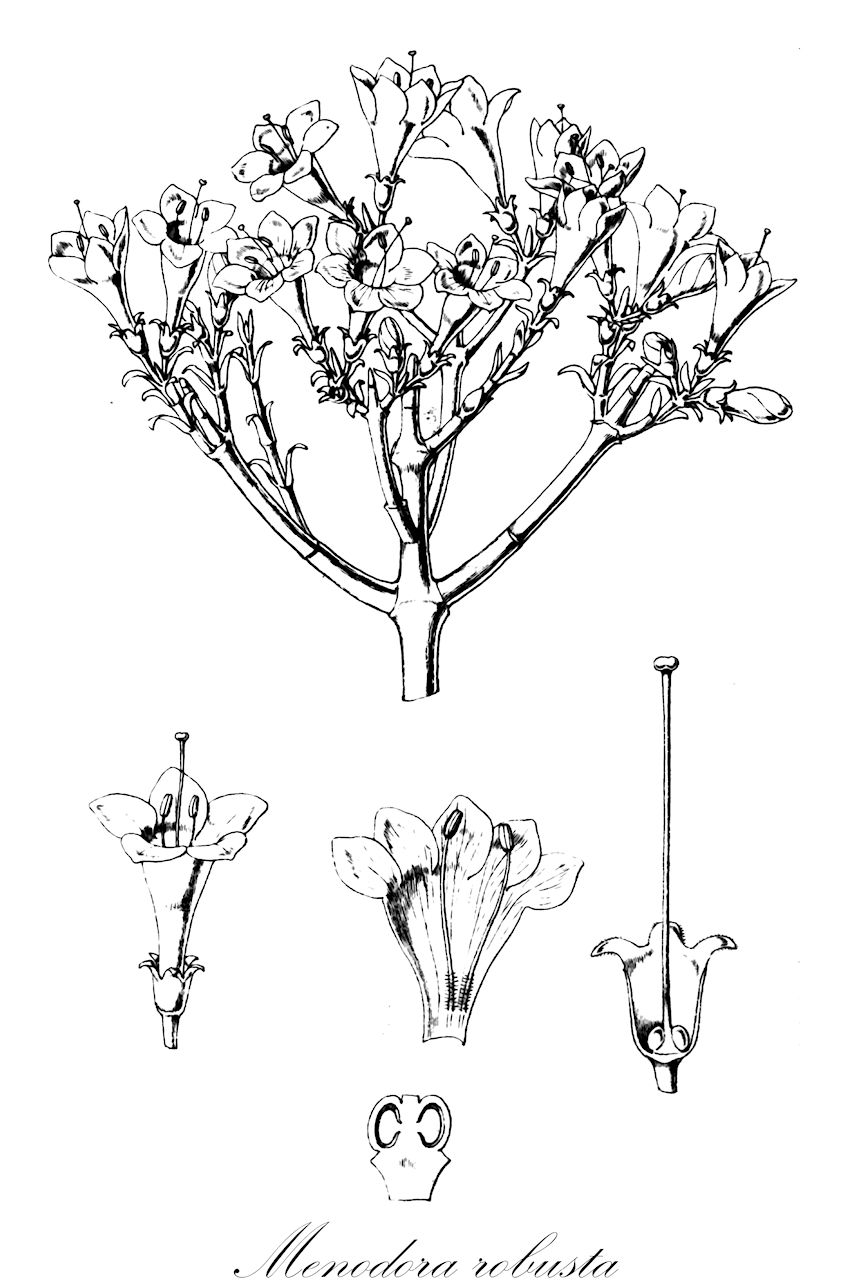 Menodora robusta - Oleaceae,Plantae,Pteridobiotina,Angiosperms,Lamiales,Oleaceae,Menodora,Menodora robusta,Bolivaria robusta