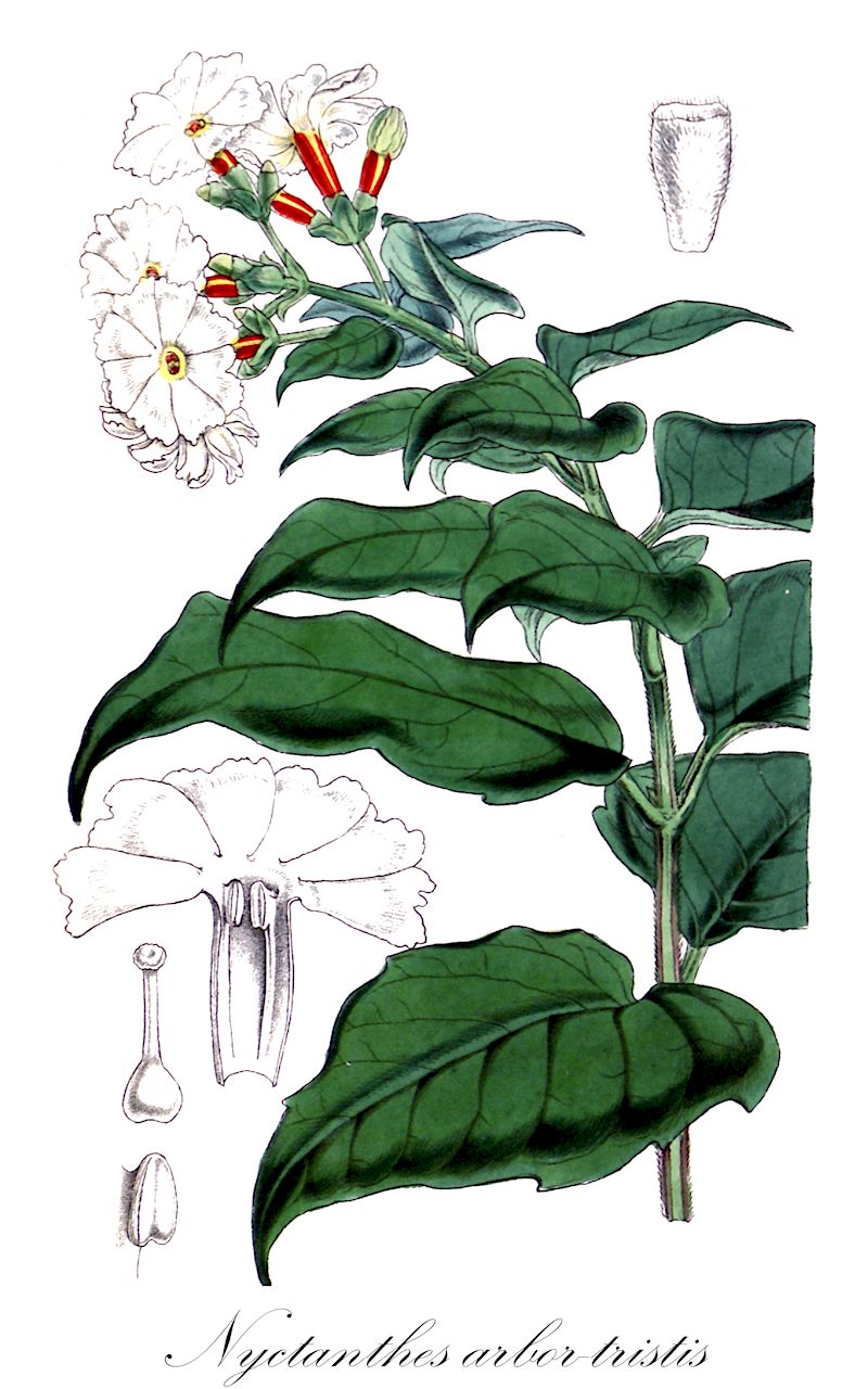 Nyctanthes arbor-tristis - Oleaceae,Plantae,Pteridobiotina,Angiosperms,Lamiales,Oleaceae,Nyctanthes,Nyctanthes arbor-tristis,Bruschia macrocarpa, Nyctanthes dentata, Nyctanthes tristis, Parilium arbor-tristis, Scabrita scabra, Scabrita triflora
