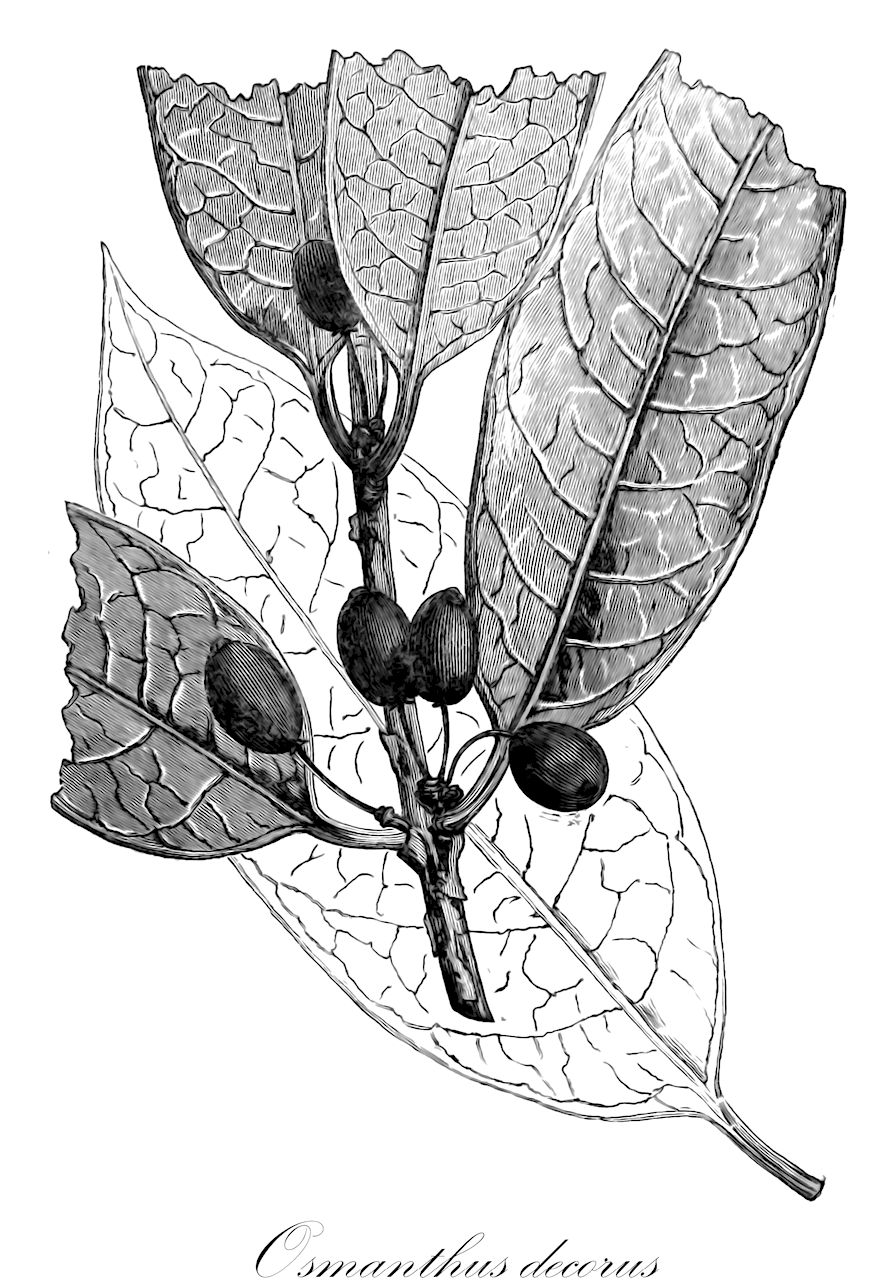 Osmanthus decorus - Oleaceae,Plantae,Pteridobiotina,Angiosperms,Lamiales,Oleaceae,Osmanthus,Osmanthus decorus,Phillyrea decora, Phillyrea laurifolia, Phillyrea medwedewii, Phillyrea medwedewii, Phillyrea vilmoriniana