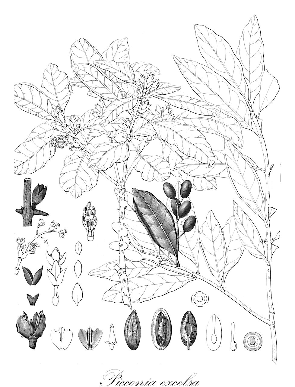 Picconia excelsa - Oleaceae,Plantae,Pteridobiotina,Angiosperms,Lamiales,Oleaceae,Picconia,Picconia excelsa,Notelaea excelsa, Olea excelsa, Olea maderiensis