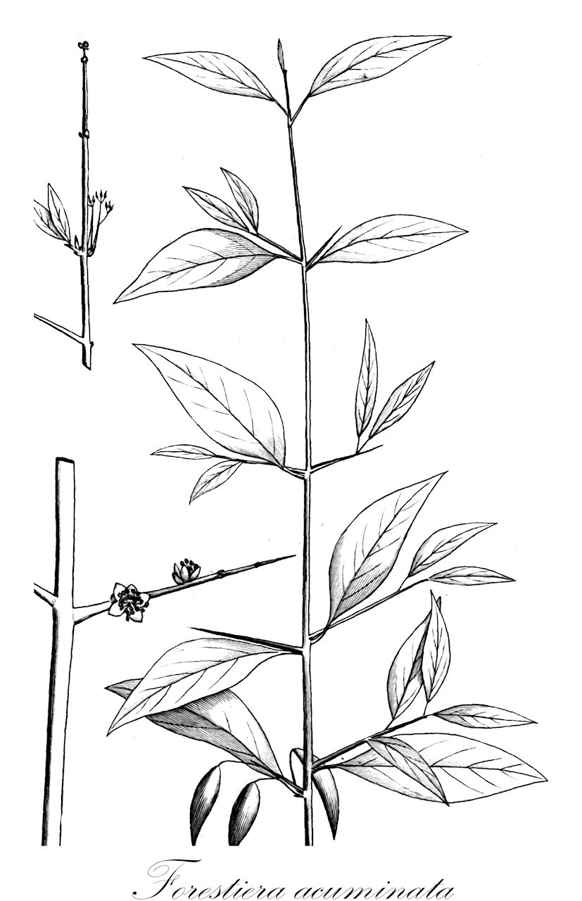 Forestiera acuminata - Oleaceae,Plantae,Pteridobiotina,Angiosperms,Lamiales,Oleaceae,Forestiera,Forestiera acuminata,Adelia acuminata, Adelia ovata, Bigelovia acuminata, Borya acuminata, Borya obovata, Borya prinoides, Borya retusa, Carpoxis inermis, Carpoxis nitida, Carpoxis prinoides, Carpoxis retusa, Carpoxis spinosa, Forestiera acuminata f. vestita, Forestiera acuminata var. vestita, Forestiera cuneifolia, Forestiera nitida, Forestiera prinoides, Forestiera retusa