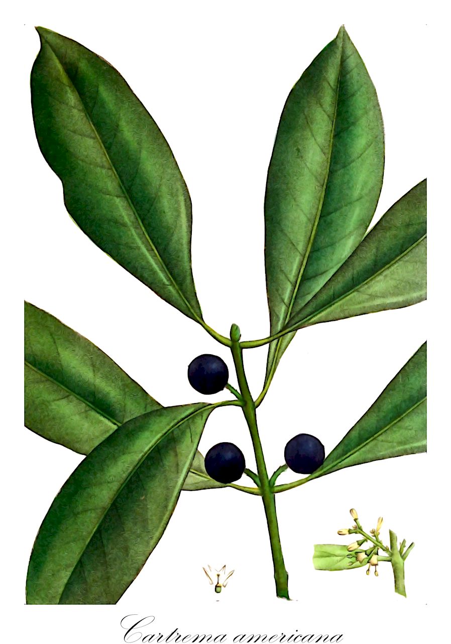 Cartrema americana - Oleaceae,Plantae,Pteridobiotina,Angiosperms,Lamiales,Oleaceae,Cartrema,Cartrema americana,Amarolea americana, Cartrema odorata, Olea americana, Olea laeta, Osmanthus americanus, Osmanthus americanus var. microphyllus, Osmanthus mexicanus, Pausia americana, Pausia odorata