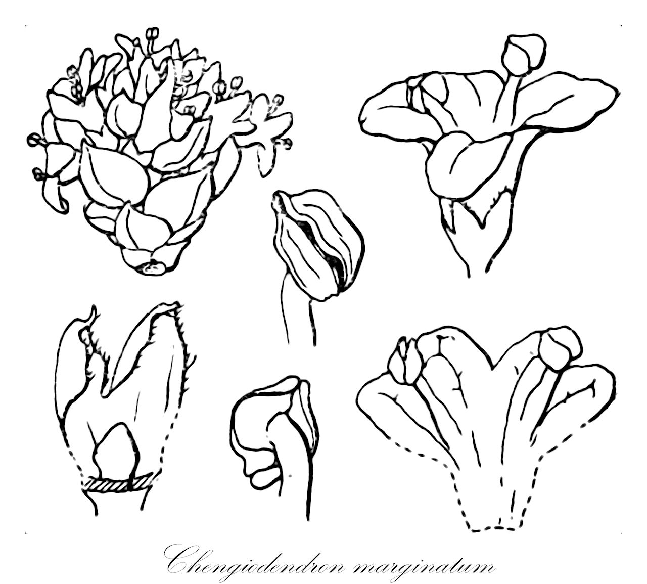 Chengiodendron marginatum - Oleaceae,Plantae,Pteridobiotina,Angiosperms,Lamiales,Oleaceae,Chengiodendron,Chengiodendron marginatum,Cartrema marginata, Cartrema marginata var. longissima, Cartrema marginata var. pachyphylla, Olea marginata, Osmanthus angustifolius, Osmanthus apiculatus, Osmanthus bracteatus, Osmanthus caudatus, Osmanthus corymbosus, Osmanthus cylindricus, Osmanthus longicarpus, Osmanthus longispermus, Osmanthus longissimus, Osmanthus marginatus, Osmanthus marginatus var. longissimus, Osmanthus marginatus var. pachyphyllus, Osmanthus marginatus var. pachyphyllus, Osmanthus matsudae, Osmanthus nanchuanensis, Osmanthus nudirhachis, Osmanthus omeiensis, Osmanthus pachyphyllus, Osmanthus sinensis, Osmanthus triandrus