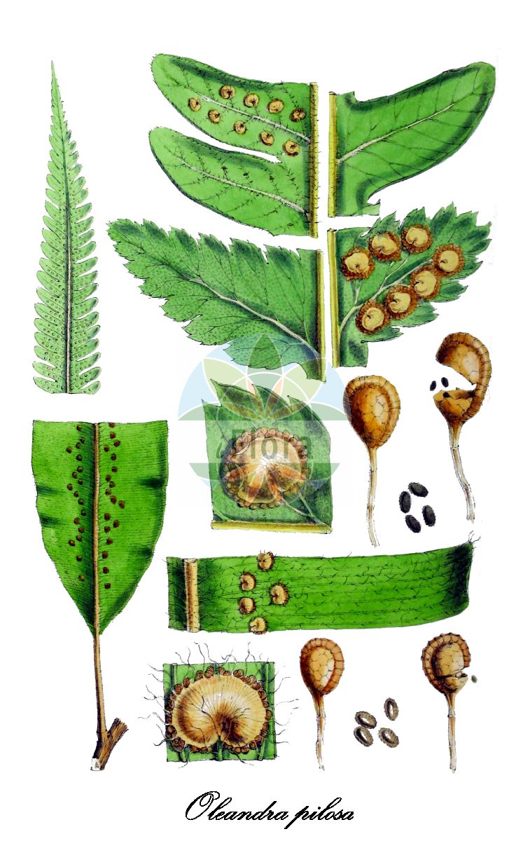 Oleandra pilosa - Oleandraceae,Plantae,Pteridobiotina,Polypodiophyta,Polypodiopsida,Polypodiidae,Polypodiales,Oleandraceae,Oleandra,Oleandra pilosa,Oleandra micans, Oleandra neriiformis var. pilosa, Oleandra trinitensis