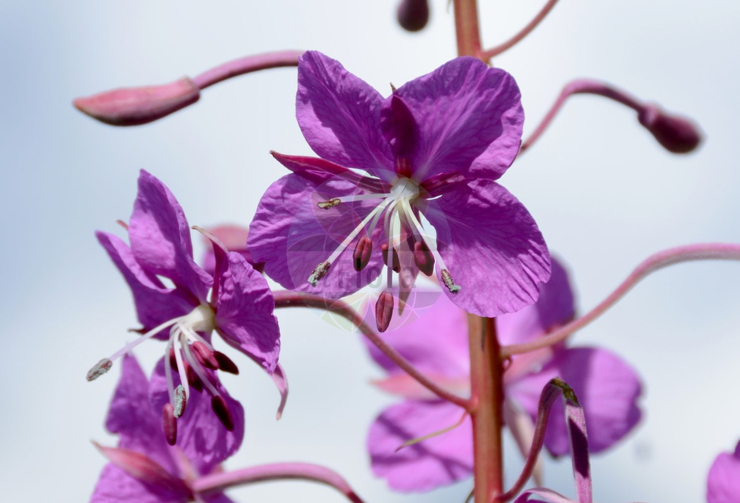 Foto von Epilobium angustifolium (Schmalblättriges Weidenröschen - Rosebay Willowherb). Das Bild zeigt Blatt, Bluete und Same. Das Foto wurde in Finkenberg, Tirol, Österreich, Alpen, Zillertal aufgenommen. ---- Photo of Epilobium angustifolium (Schmalblättriges Weidenröschen - Rosebay Willowherb). The image is showing leaf, flower and seed. The picture was taken in Finkenberg, Tyrol, Austria, Alps, Zillertal.(Epilobium angustifolium,Schmalblättriges Weidenröschen,Rosebay Willowherb,Chamaenerion angustifolium,Chamerion angustifolium,Epilobium angustifolium,Epilobium spicatum,Schmalblaettriges Weidenroeschen,Schmalblatt-Weidenroeschen,Waldschlag-Weidenroeschen,Wald-Weidenroeschen,Rosebay Willowherb,Rosemary Willowherb,Fireweed,Epilobium,Weidenröschen,Willowherb,Onagraceae,Nachtkerzengewächse,Evening Primrose family,Blatt,Bluete,Same,leaf,flower,seed)