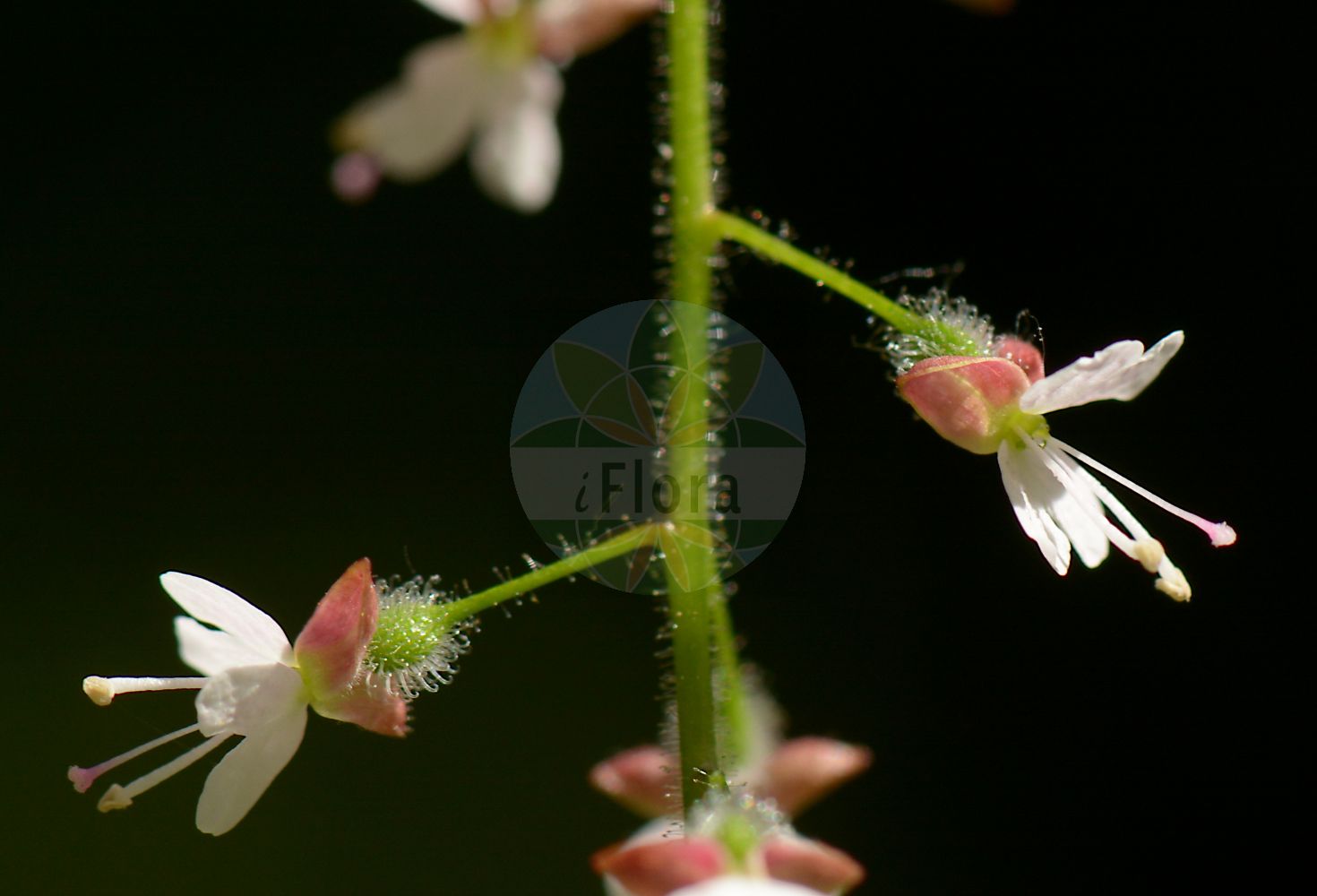 Foto von Circaea lutetiana (Gewöhnliches Hexenkraut - Enchanter's-nightshade). Das Bild zeigt Bluete. Das Foto wurde in Breiden, Rödermark, Offenbach, Hessen, Deutschland, Oberrheinisches Tiefland und Rhein-Main-Ebene aufgenommen. ---- Photo of Circaea lutetiana (Gewöhnliches Hexenkraut - Enchanter's-nightshade). The image is showing flower. The picture was taken in Breiden, Roedermark, Offenbach, Hesse, Germany, Oberrheinisches Tiefland and Rhein-Main-Ebene.(Circaea lutetiana,Gewöhnliches Hexenkraut,Enchanter's-nightshade,Circaea lutetiana,Gewoehnliches Hexenkraut,Grosses Hexenkraut,Wald-Hexenkraut,Enchanter's-nightshade,Broadleaf Enchanter's Nightshade,Circaea,Hexenkraut,Enchanter's Nightshade,Onagraceae,Nachtkerzengewächse,Evening Primrose family,Bluete,flower)