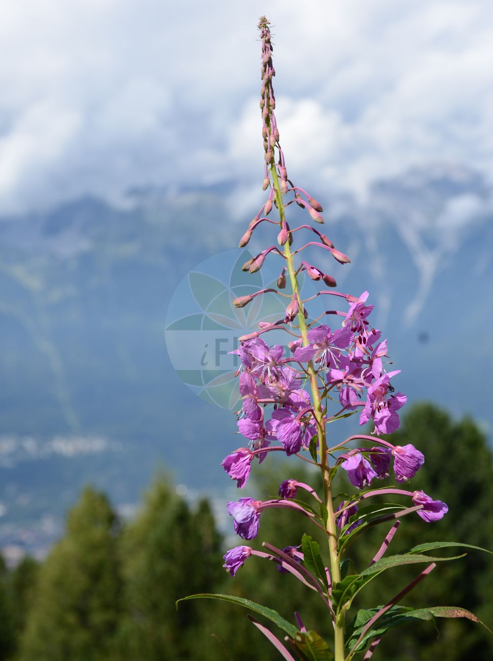 Foto von Epilobium angustifolium (Schmalblättriges Weidenröschen - Rosebay Willowherb). Das Foto wurde in Patscherkofel, Innsbruck, Tirol, Österreich aufgenommen. ---- Photo of Epilobium angustifolium (Schmalblättriges Weidenröschen - Rosebay Willowherb). The picture was taken in Patscherkofel, Innsbruck, Tyrol, Austria.(Epilobium angustifolium,Schmalblättriges Weidenröschen,Rosebay Willowherb,Chamaenerion angustifolium,Chamerion angustifolium,Epilobium angustifolium,Epilobium spicatum,Schmalblaettriges Weidenroeschen,Schmalblatt-Weidenroeschen,Waldschlag-Weidenroeschen,Wald-Weidenroeschen,Rosebay Willowherb,Rosemary Willowherb,Fireweed,Epilobium,Weidenröschen,Willowherb,Onagraceae,Nachtkerzengewächse,Evening Primrose family)