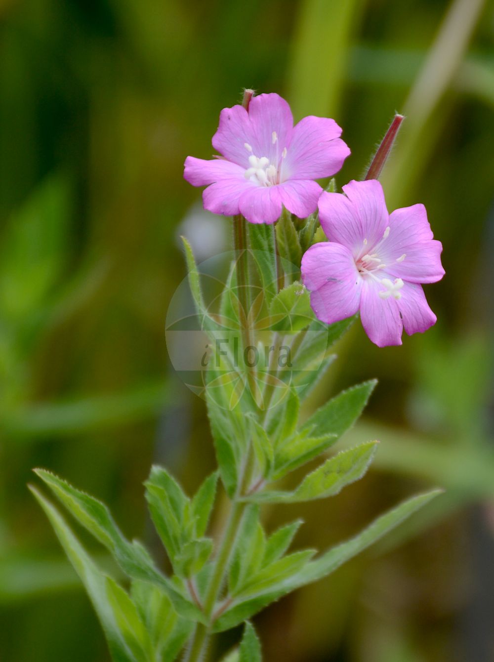 Foto von Epilobium hirsutum (Zottiges Weidenröschen - Great Willowherb). Das Bild zeigt Bluete. Das Foto wurde in Berlin, Deutschland aufgenommen. ---- Photo of Epilobium hirsutum (Zottiges Weidenröschen - Great Willowherb). The image is showing flower. The picture was taken in Berlin, Germany.(Epilobium hirsutum,Zottiges Weidenröschen,Great Willowherb,Epilobium hirsutum,Epilobium tomentosum,Zottiges Weidenroeschen,Great Willowherb,Codlins And Cream,Great Hairy Willowherb,Great Willow Weed,Hairy Willowweed,Epilobium,Weidenröschen,Willowherb,Onagraceae,Nachtkerzengewächse,Evening Primrose family,Bluete,flower)