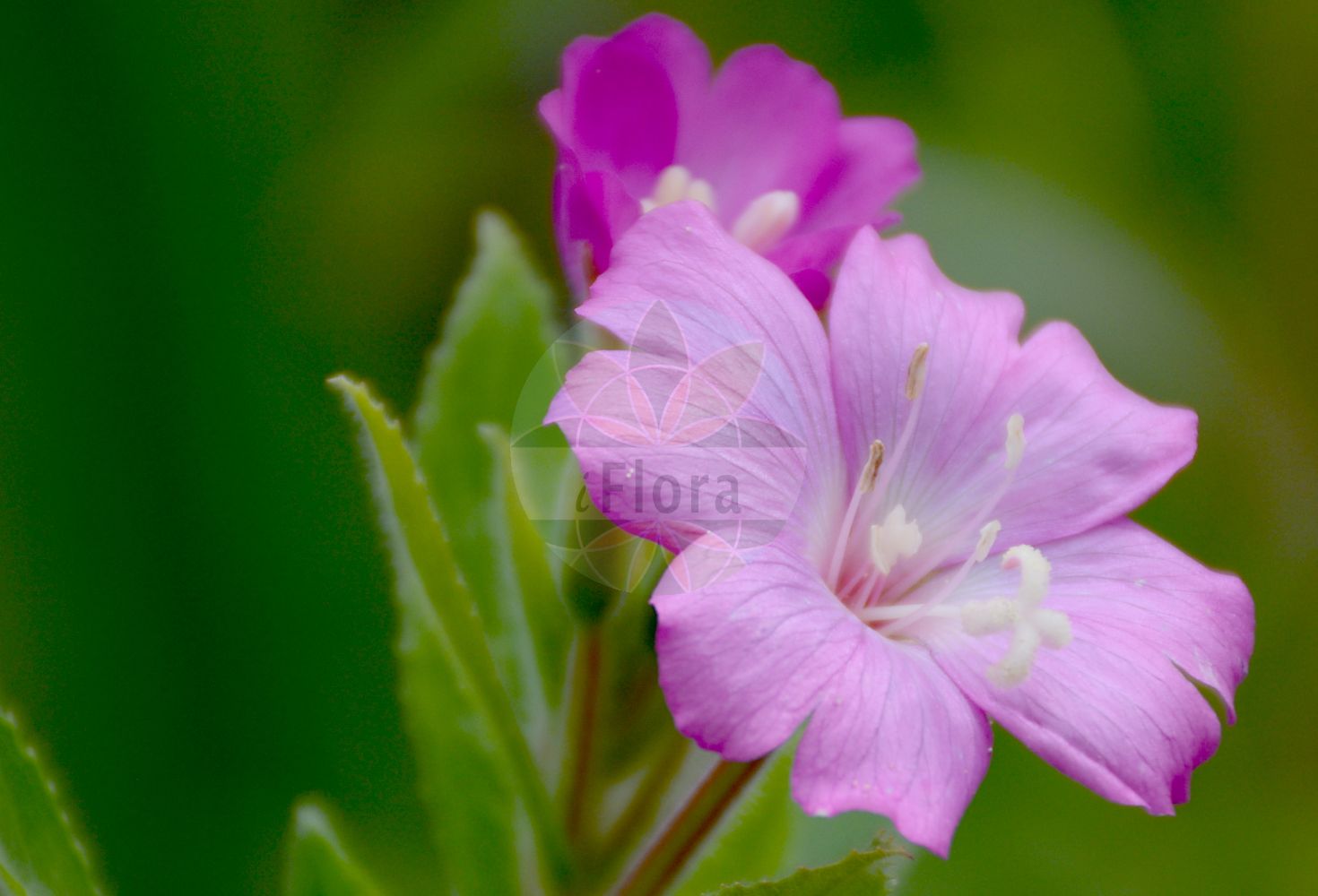 Foto von Epilobium hirsutum (Zottiges Weidenröschen - Great Willowherb). Das Bild zeigt Bluete. Das Foto wurde in Berlin, Deutschland aufgenommen. ---- Photo of Epilobium hirsutum (Zottiges Weidenröschen - Great Willowherb). The image is showing flower. The picture was taken in Berlin, Germany.(Epilobium hirsutum,Zottiges Weidenröschen,Great Willowherb,Epilobium hirsutum,Epilobium tomentosum,Zottiges Weidenroeschen,Great Willowherb,Codlins And Cream,Great Hairy Willowherb,Great Willow Weed,Hairy Willowweed,Epilobium,Weidenröschen,Willowherb,Onagraceae,Nachtkerzengewächse,Evening Primrose family,Bluete,flower)