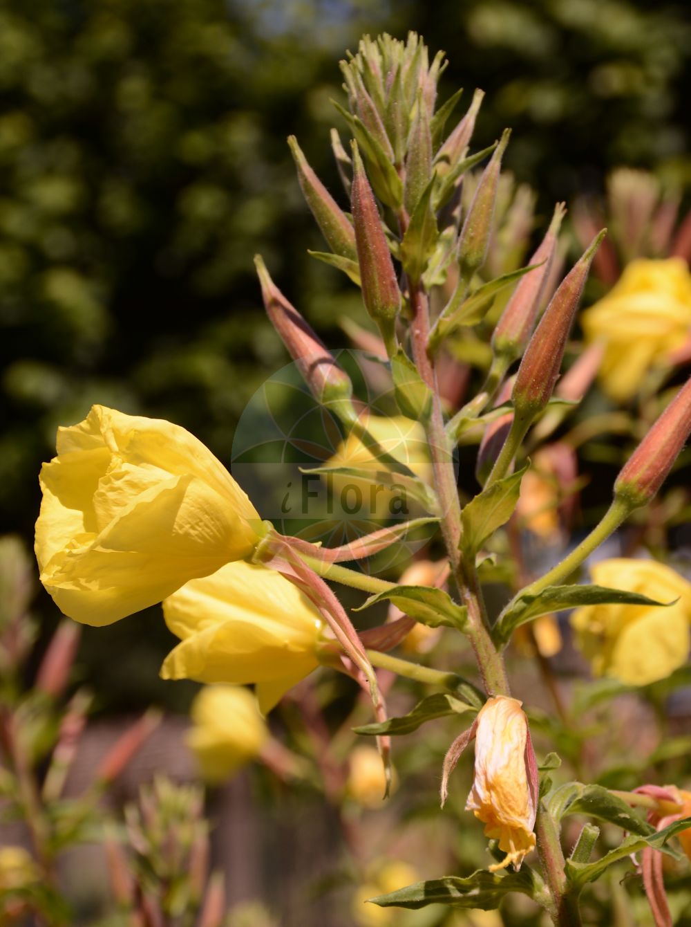 Foto von Oenothera glazioviana (Rotkelchige Nachtkerze - Large-flowered Evening-Primrose). Das Bild zeigt Blatt und Bluete. Das Foto wurde in Mainz, Rheinland-Pfalz, Deutschland aufgenommen. ---- Photo of Oenothera glazioviana (Rotkelchige Nachtkerze - Large-flowered Evening-Primrose). The image is showing leaf and flower. The picture was taken in Mainz, Rhineland-Palatinate, Germany.(Oenothera glazioviana,Rotkelchige Nachtkerze,Large-flowered Evening-Primrose,Oenothera erythrosepala,Oenothera glazioviana,Rotkelchige Nachtkerze,Large-flowered Evening-Primrose,Common Evening Primrose,Red-sepal Evening Primrose,Oenothera,Nachtkerze,Evening-primroses,Onagraceae,Nachtkerzengewächse,Evening Primrose family,Blatt,Bluete,leaf,flower)