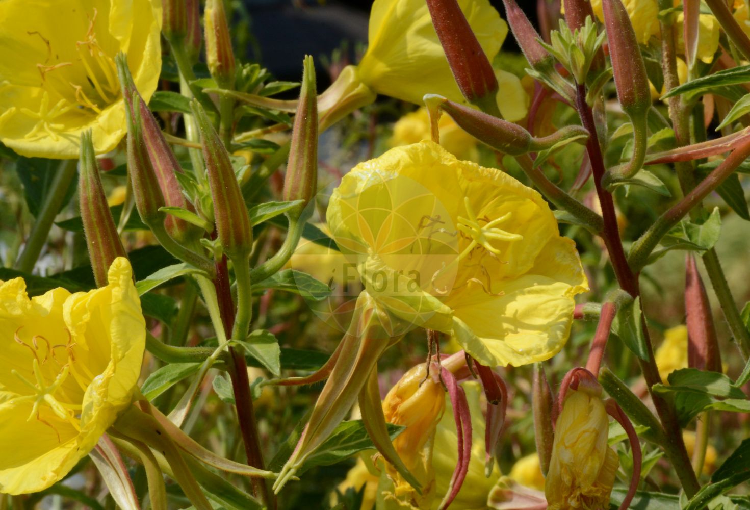 Foto von Oenothera glazioviana (Rotkelchige Nachtkerze - Large-flowered Evening-Primrose). Das Bild zeigt Blatt und Bluete. Das Foto wurde in Bonn, Nordrhein-Westfalen, Deutschland aufgenommen. ---- Photo of Oenothera glazioviana (Rotkelchige Nachtkerze - Large-flowered Evening-Primrose). The image is showing leaf and flower. The picture was taken in Bonn, North Rhine-Westphalia, Germany.(Oenothera glazioviana,Rotkelchige Nachtkerze,Large-flowered Evening-Primrose,Oenothera erythrosepala,Oenothera glazioviana,Rotkelchige Nachtkerze,Large-flowered Evening-Primrose,Common Evening Primrose,Red-sepal Evening Primrose,Oenothera,Nachtkerze,Evening-primroses,Onagraceae,Nachtkerzengewächse,Evening Primrose family,Blatt,Bluete,leaf,flower)