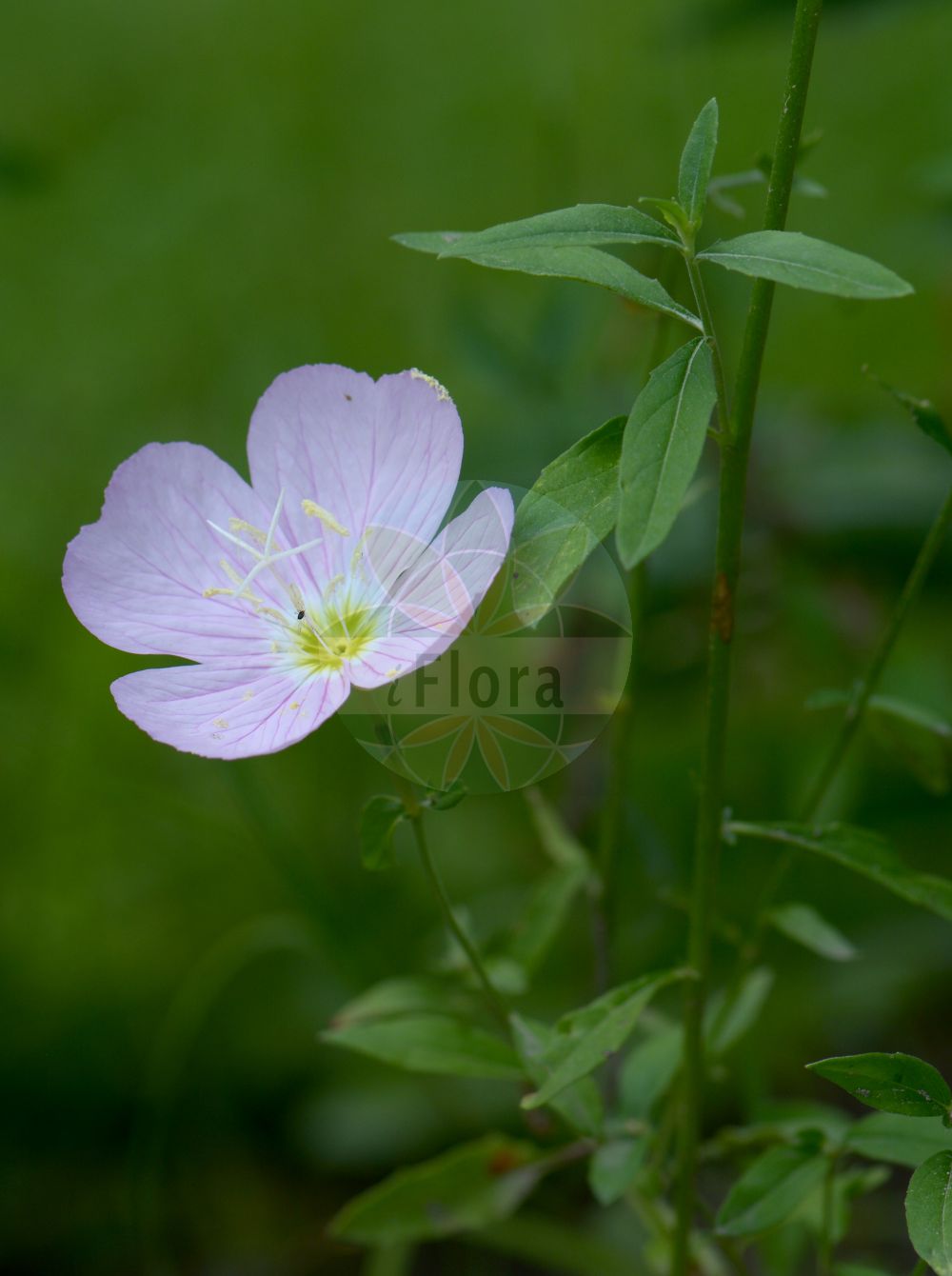 Foto von Oenothera speciosa. Das Bild zeigt Blatt und Bluete. Das Foto wurde in Ljubljana, Slowenien aufgenommen. ---- Photo of Oenothera speciosa. The image is showing leaf and flower. The picture was taken in Ljubljana, Slovenia.(Oenothera speciosa,Oenothera speciosa,Oenothera,Nachtkerze,Evening-primroses,Onagraceae,Nachtkerzengewächse,Evening Primrose family,Blatt,Bluete,leaf,flower)