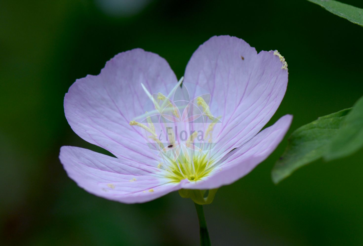 Foto von Oenothera speciosa. Das Bild zeigt Blatt und Bluete. Das Foto wurde in Ljubljana, Slowenien aufgenommen. ---- Photo of Oenothera speciosa. The image is showing leaf and flower. The picture was taken in Ljubljana, Slovenia.(Oenothera speciosa,Oenothera speciosa,Oenothera,Nachtkerze,Evening-primroses,Onagraceae,Nachtkerzengewächse,Evening Primrose family,Blatt,Bluete,leaf,flower)