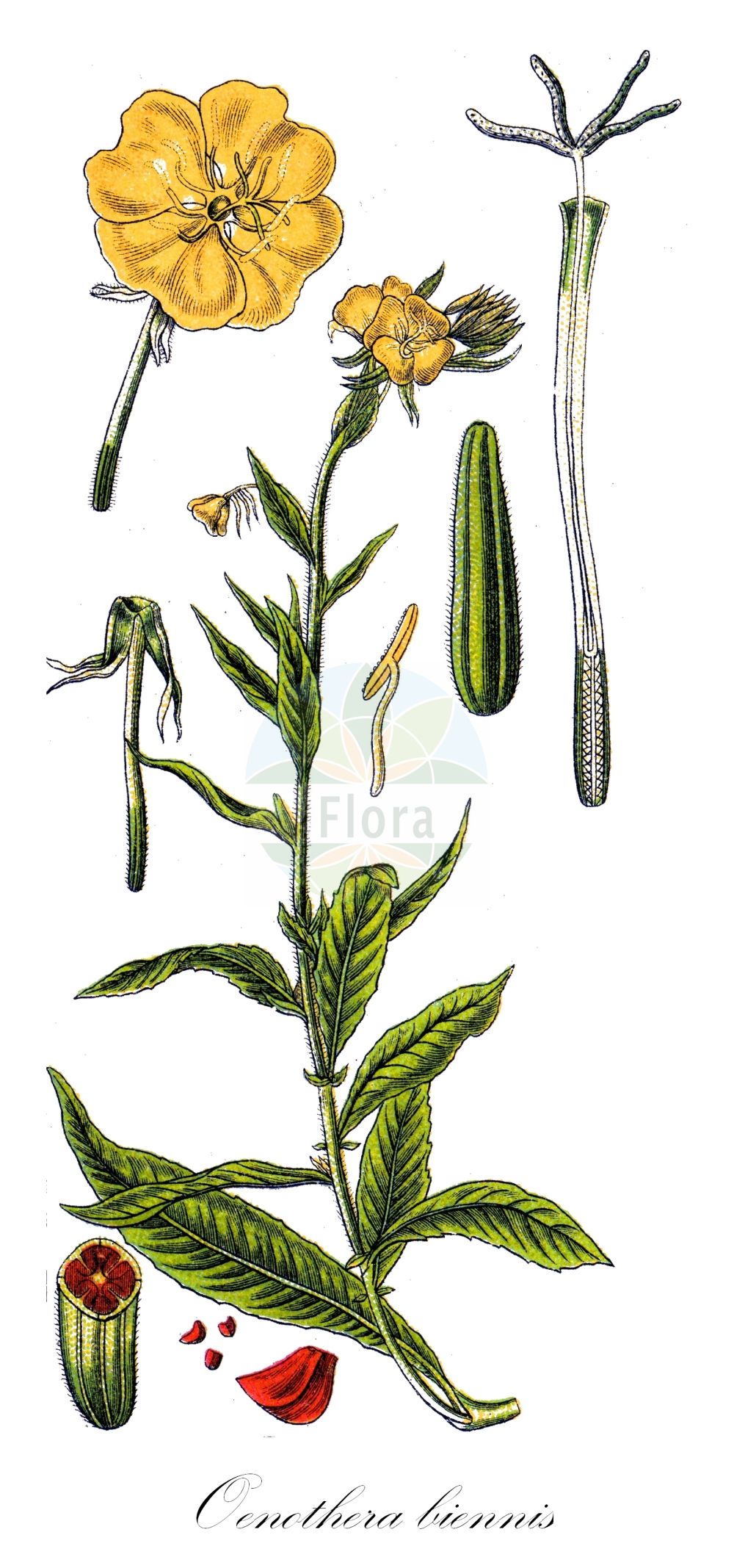 Historische Abbildung von Oenothera biennis agg. (Gewöhnliche Nachtkerze - Evening Primrose). Das Bild zeigt Blatt, Bluete, Frucht und Same. ---- Historical Drawing of Oenothera biennis agg. (Gewöhnliche Nachtkerze - Evening Primrose). The image is showing leaf, flower, fruit and seed.(Oenothera biennis agg.,Gewöhnliche Nachtkerze,Evening Primrose,Oenothera biennis - Gruppe,Oenothera biennis agg.,Gewoehnliche Nachtkerze,Evening Primrose,Common Evening Primrose,Oenothera,Nachtkerze,Evening-primroses,Onagraceae,Nachtkerzengewächse,Evening Primrose family,Blatt,Bluete,Frucht,Same,leaf,flower,fruit,seed,Sturm (1796f))