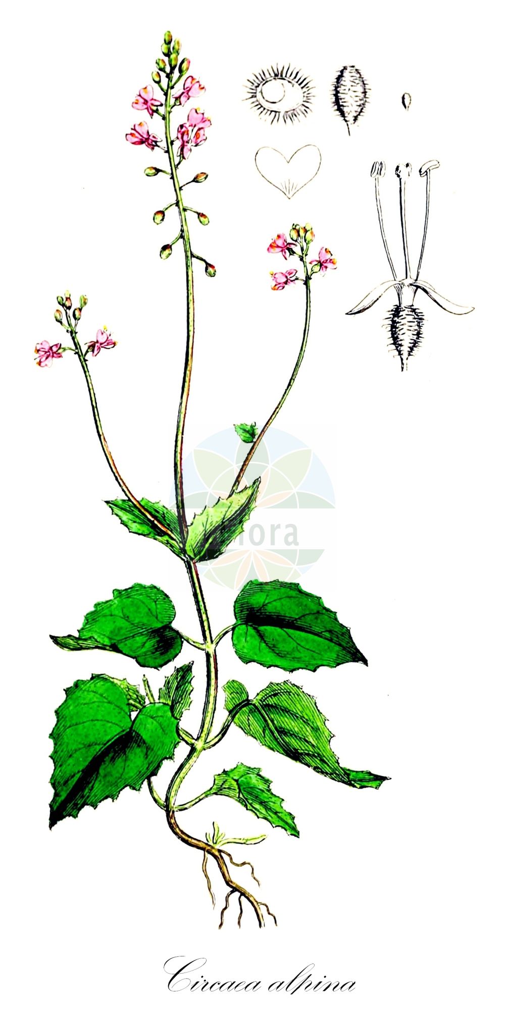 Historische Abbildung von Circaea alpina (Alpen-Hexenkraut - Alpine Enchanter's-nightshade). Das Bild zeigt Blatt, Bluete, Frucht und Same. ---- Historical Drawing of Circaea alpina (Alpen-Hexenkraut - Alpine Enchanter's-nightshade). The image is showing leaf, flower, fruit and seed.(Circaea alpina,Alpen-Hexenkraut,Alpine Enchanter's-nightshade,Circaea alpina,Alpen-Hexenkraut,Gebirgs-Hexenkraut,Alpine Enchanter's-nightshade,Small Enchanter's Nightshade,Circaea,Hexenkraut,Enchanter's Nightshade,Onagraceae,Nachtkerzengewächse,Evening Primrose family,Blatt,Bluete,Frucht,Same,leaf,flower,fruit,seed,Sowerby (1790-1813))