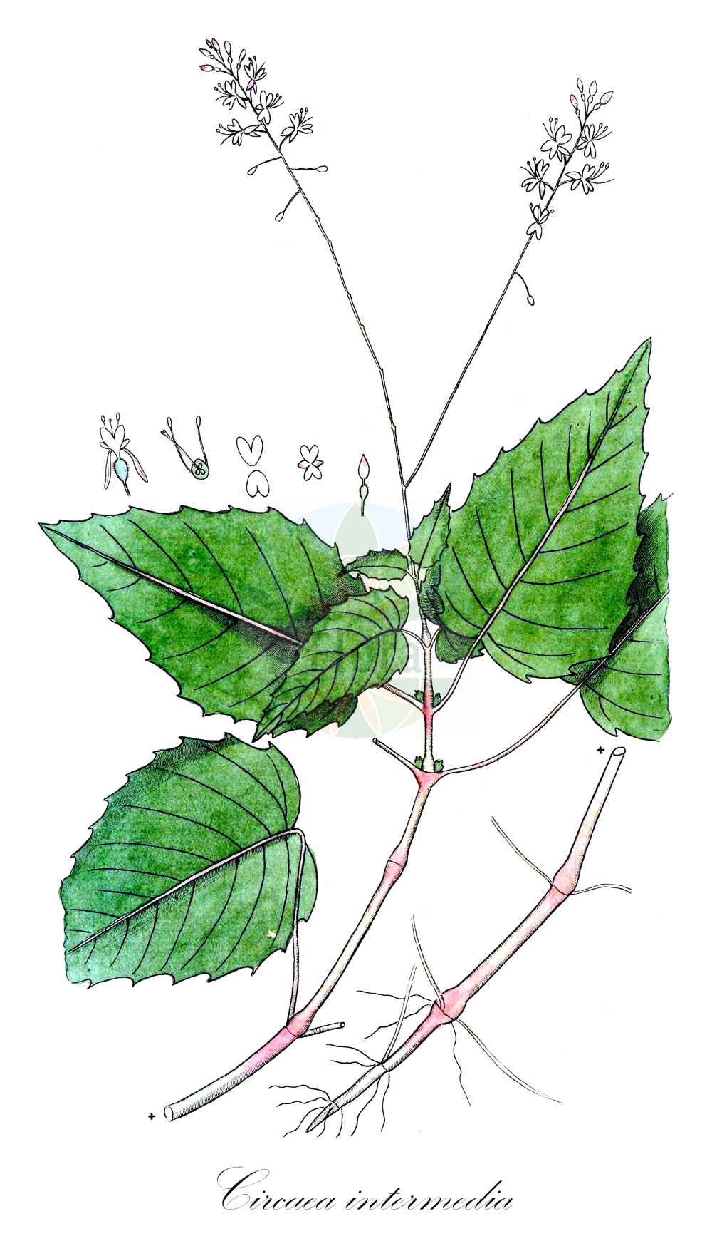 Historische Abbildung von Circaea intermedia (Mittleres Hexenkraut - Intermediate Enchanter's Nightshade). Das Bild zeigt Blatt, Bluete, Frucht und Same. ---- Historical Drawing of Circaea intermedia (Mittleres Hexenkraut - Intermediate Enchanter's Nightshade). The image is showing leaf, flower, fruit and seed.(Circaea intermedia,Mittleres Hexenkraut,Intermediate Enchanter's Nightshade,Circaea intermedia,Mittleres Hexenkraut,Intermediate Enchanter's Nightshade,Upland Enchanter's Nightshade,Circaea,Hexenkraut,Enchanter's Nightshade,Onagraceae,Nachtkerzengewächse,Evening Primrose family,Blatt,Bluete,Frucht,Same,leaf,flower,fruit,seed,Svensk Botanik (Svensk Botanik))