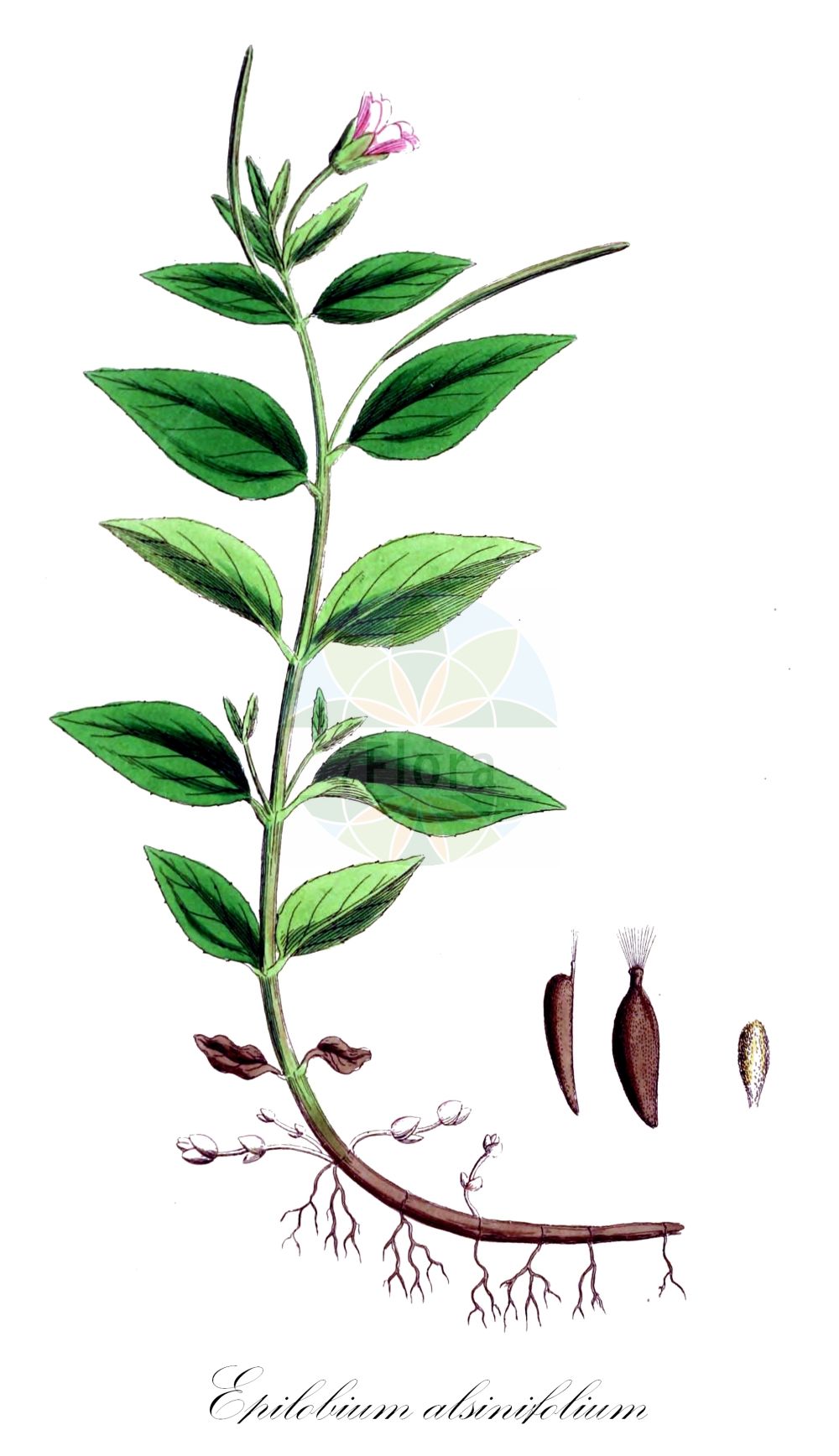 Historische Abbildung von Epilobium alsinifolium (Mierenblättriges Weidenröschen - Chickweed Willowherb). Das Bild zeigt Blatt, Bluete, Frucht und Same. ---- Historical Drawing of Epilobium alsinifolium (Mierenblättriges Weidenröschen - Chickweed Willowherb). The image is showing leaf, flower, fruit and seed.(Epilobium alsinifolium,Mierenblättriges Weidenröschen,Chickweed Willowherb,Epilobium alsinifolium,Epilobium origanifolium,Mierenblaettriges Weidenroeschen,Mieren-Weidenroeschen,Chickweed Willowherb,Epilobium,Weidenröschen,Willowherb,Onagraceae,Nachtkerzengewächse,Evening Primrose family,Blatt,Bluete,Frucht,Same,leaf,flower,fruit,seed,Sowerby (1790-1813))