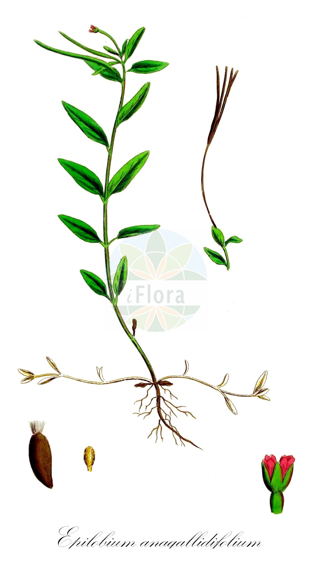 Historische Abbildung von Epilobium anagallidifolium (Gauchheilblättriges Weidenröschen - Alpine Willowherb). Das Bild zeigt Blatt, Bluete, Frucht und Same. ---- Historical Drawing of Epilobium anagallidifolium (Gauchheilblättriges Weidenröschen - Alpine Willowherb). The image is showing leaf, flower, fruit and seed.(Epilobium anagallidifolium,Gauchheilblättriges Weidenröschen,Alpine Willowherb,Epilobium anagallidifolium,Gauchheilblaettriges Weidenroeschen,Alpen-Weidenroeschen,Alpine Willowherb,Pimpernel Willowherb,Pimpernel-leaved Willowherb,Epilobium,Weidenröschen,Willowherb,Onagraceae,Nachtkerzengewächse,Evening Primrose family,Blatt,Bluete,Frucht,Same,leaf,flower,fruit,seed,Sowerby (1790-1813))
