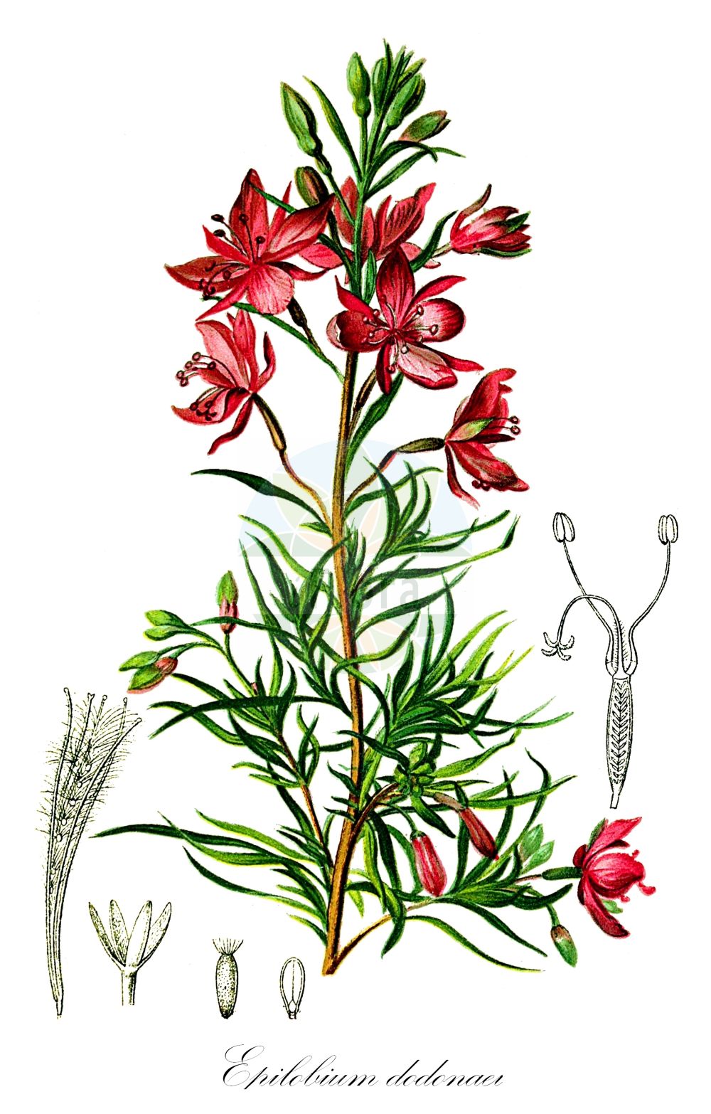 Historische Abbildung von Epilobium dodonaei (Rosmarin-Weidenröschen - Rosemary Willowherb). Das Bild zeigt Blatt, Bluete, Frucht und Same. ---- Historical Drawing of Epilobium dodonaei (Rosmarin-Weidenröschen - Rosemary Willowherb). The image is showing leaf, flower, fruit and seed.(Epilobium dodonaei,Rosmarin-Weidenröschen,Rosemary Willowherb,Chamaenerion angustissimum,Chamaenerion dodonaei,Chamaenerion rosmarinifolium,Chamerion dodonaei,Epilobium angustissimum,Epilobium dodonaei,Epilobium rosmarinifolium,Rosmarin-Weidenroeschen,Dodonaeus-Weidenroeschen,Sand-Weidenroeschen,Rosemary Willowherb,Epilobium,Weidenröschen,Willowherb,Onagraceae,Nachtkerzengewächse,Evening Primrose family,Blatt,Bluete,Frucht,Same,leaf,flower,fruit,seed,Hartinger & von Dalla Torre (1806f))