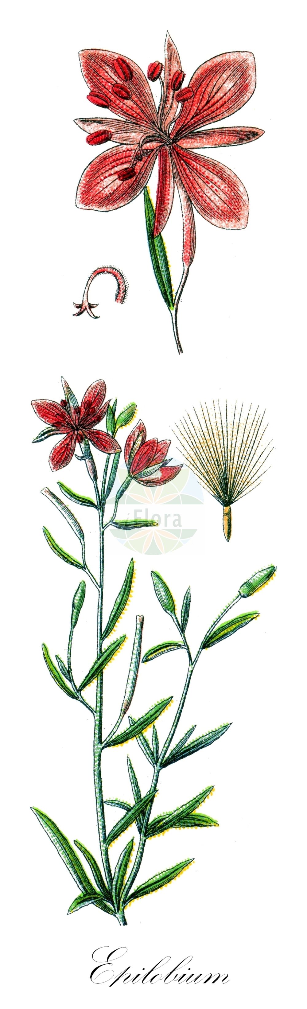 Historische Abbildung von Epilobium fleischeri (Kies-Weidenröschen - Alpine Fireweed). Das Bild zeigt Blatt, Bluete, Frucht und Same. ---- Historical Drawing of Epilobium fleischeri (Kies-Weidenröschen - Alpine Fireweed). The image is showing leaf, flower, fruit and seed.(Epilobium fleischeri,Kies-Weidenröschen,Alpine Fireweed,Chamerion fleischeri,Epilobium fleischeri,Kies-Weidenroeschen,Bergbach-Weidenroeschen,Fleischers Weidenroeschen,Alpine Fireweed,Alpine Willowherb,Epilobium,Weidenröschen,Willowherb,Onagraceae,Nachtkerzengewächse,Evening Primrose family,Blatt,Bluete,Frucht,Same,leaf,flower,fruit,seed,Sturm (1796f))