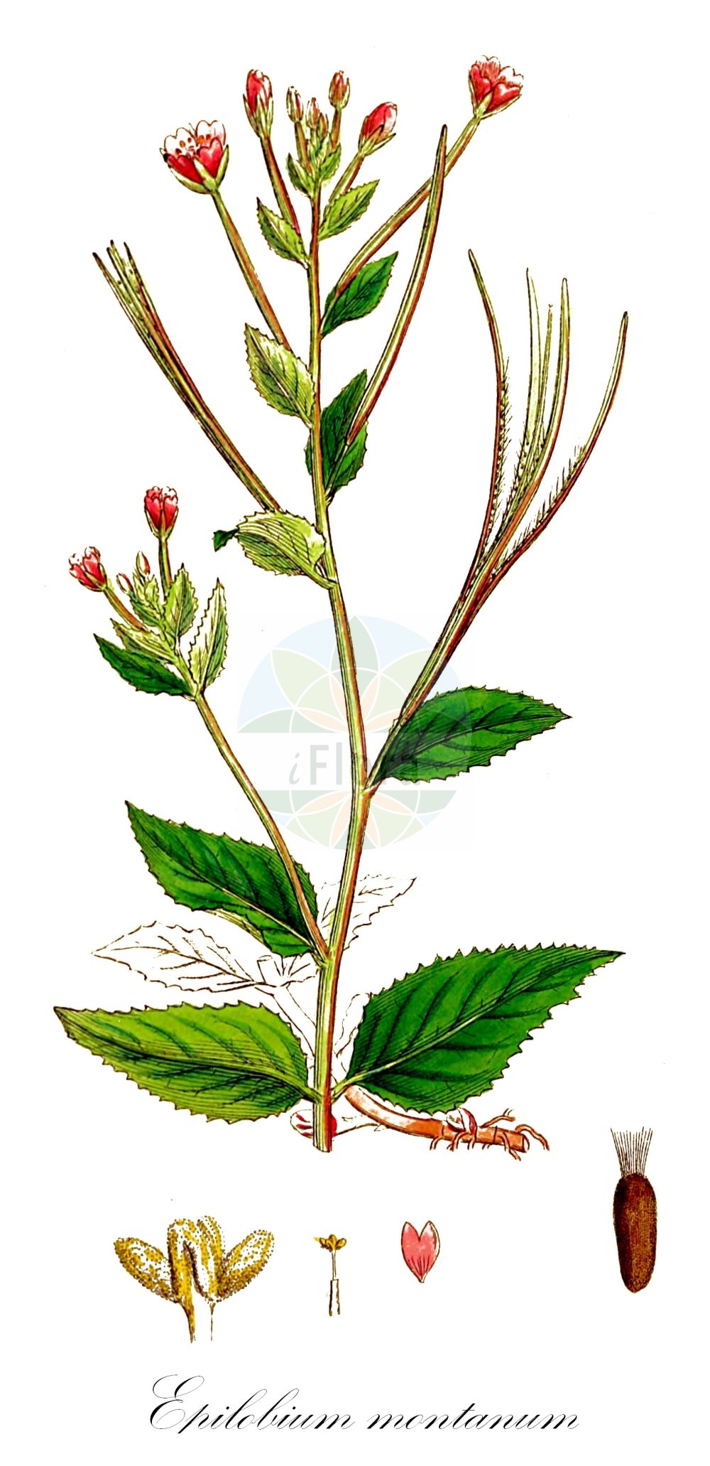 Historische Abbildung von Epilobium montanum (Berg-Weidenröschen - Broad-leaved Willowherb). Das Bild zeigt Blatt, Bluete, Frucht und Same. ---- Historical Drawing of Epilobium montanum (Berg-Weidenröschen - Broad-leaved Willowherb). The image is showing leaf, flower, fruit and seed.(Epilobium montanum,Berg-Weidenröschen,Broad-leaved Willowherb,Epilobium hypericifolium,Epilobium montanum,Berg-Weidenroeschen,Broad-leaved Willowherb,Epilobium,Weidenröschen,Willowherb,Onagraceae,Nachtkerzengewächse,Evening Primrose family,Blatt,Bluete,Frucht,Same,leaf,flower,fruit,seed,Sowerby (1790-1813))