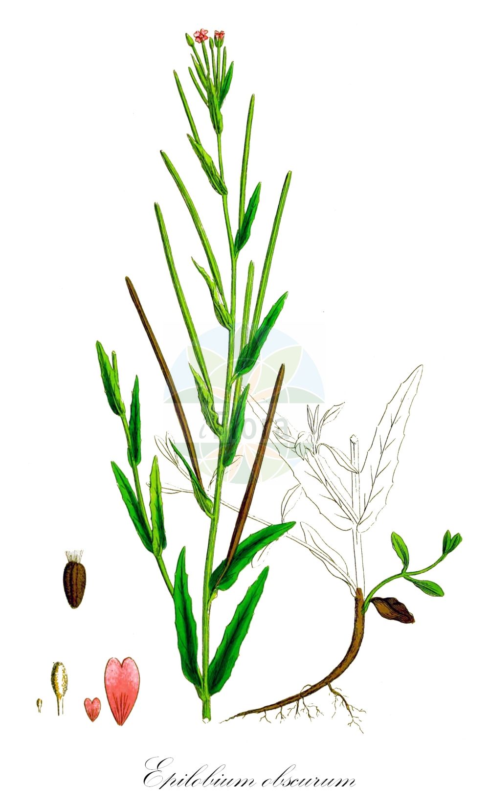 Historische Abbildung von Epilobium obscurum (Dunkelgrünes Weidenröschen - Short-fruited Willowherb). Das Bild zeigt Blatt, Bluete, Frucht und Same. ---- Historical Drawing of Epilobium obscurum (Dunkelgrünes Weidenröschen - Short-fruited Willowherb). The image is showing leaf, flower, fruit and seed.(Epilobium obscurum,Dunkelgrünes Weidenröschen,Short-fruited Willowherb,Epilobium obscurum,Epilobium virgatum,Dunkelgruenes Weidenroeschen,Dunkles Weidenroeschen,Short-fruited Willowherb,Dwarf Willowherb,Epilobium,Weidenröschen,Willowherb,Onagraceae,Nachtkerzengewächse,Evening Primrose family,Blatt,Bluete,Frucht,Same,leaf,flower,fruit,seed,Sowerby (1790-1813))