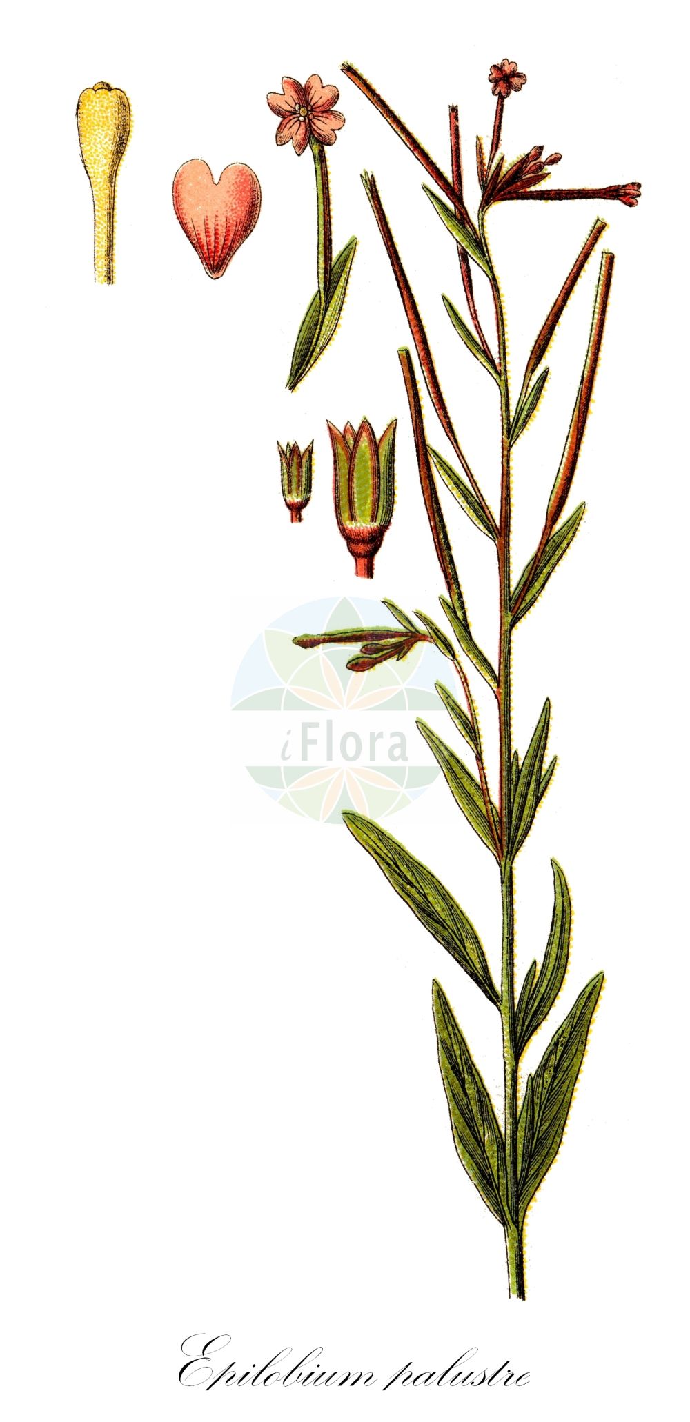 Historische Abbildung von Epilobium palustre (Sumpf-Weidenröschen - Marsh Willowherb). Das Bild zeigt Blatt, Bluete, Frucht und Same. ---- Historical Drawing of Epilobium palustre (Sumpf-Weidenröschen - Marsh Willowherb). The image is showing leaf, flower, fruit and seed.(Epilobium palustre,Sumpf-Weidenröschen,Marsh Willowherb,Epilobium fontanum,Epilobium palustre,Epilobium tundrarum,Sumpf-Weidenroeschen,Marsh Willowherb,Bog Willowherb,Epilobium,Weidenröschen,Willowherb,Onagraceae,Nachtkerzengewächse,Evening Primrose family,Blatt,Bluete,Frucht,Same,leaf,flower,fruit,seed,Sturm (1796f))