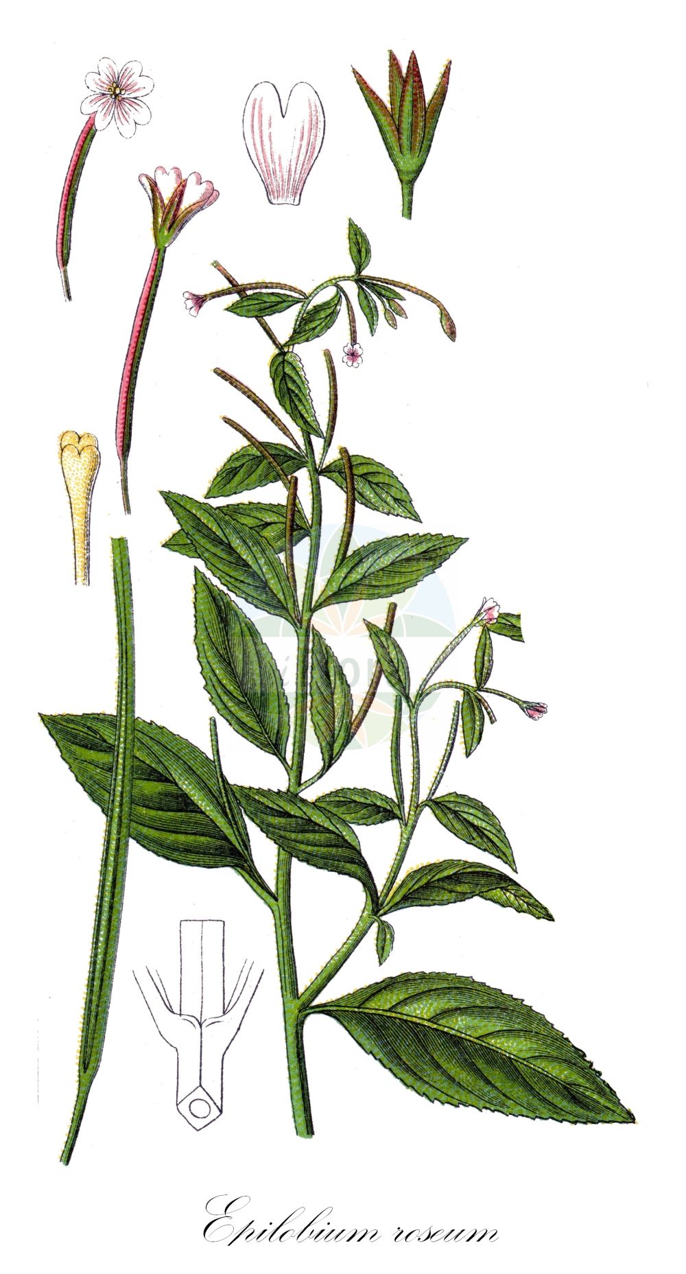 Historische Abbildung von Epilobium roseum (Rosenrotes Weidenröschen - Pale Willowherb). Das Bild zeigt Blatt, Bluete, Frucht und Same. ---- Historical Drawing of Epilobium roseum (Rosenrotes Weidenröschen - Pale Willowherb). The image is showing leaf, flower, fruit and seed.(Epilobium roseum,Rosenrotes Weidenröschen,Pale Willowherb,Epilobium roseum,Rosenrotes Weidenroeschen,Blasses Weidenroeschen,Rosabluehendes Weidenroeschen,Weissrosa Weidenroeschen,Pale Willowherb,Small-flowered Willowherb,Epilobium,Weidenröschen,Willowherb,Onagraceae,Nachtkerzengewächse,Evening Primrose family,Blatt,Bluete,Frucht,Same,leaf,flower,fruit,seed,Sturm (1796f))