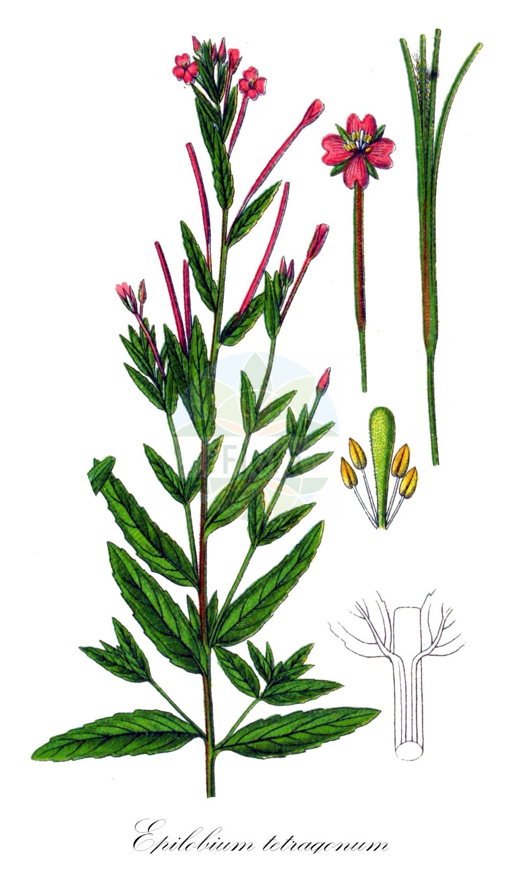 Historische Abbildung von Epilobium tetragonum (Vierkantiges Weidenröschen - Square-stalked Willowherb). Das Bild zeigt Blatt, Bluete, Frucht und Same. ---- Historical Drawing of Epilobium tetragonum (Vierkantiges Weidenröschen - Square-stalked Willowherb). The image is showing leaf, flower, fruit and seed.(Epilobium tetragonum,Vierkantiges Weidenröschen,Square-stalked Willowherb,Epilobium adnatum,Epilobium tetragonum,Epilobium tetragonum subsp. adnatum,Vierkantiges Weidenroeschen,Eigentliches Vierkant-Weidenroeschen,Graugruenes Vierkant-Weidenroeschen,Lamys Weidenroeschen,Vierkant-Weidenroeschen,Square-stalked Willowherb,Square-stemmed Willowherb,Indonesian Gum,Epilobium,Weidenröschen,Willowherb,Onagraceae,Nachtkerzengewächse,Evening Primrose family,Blatt,Bluete,Frucht,Same,leaf,flower,fruit,seed,Sturm (1796f))