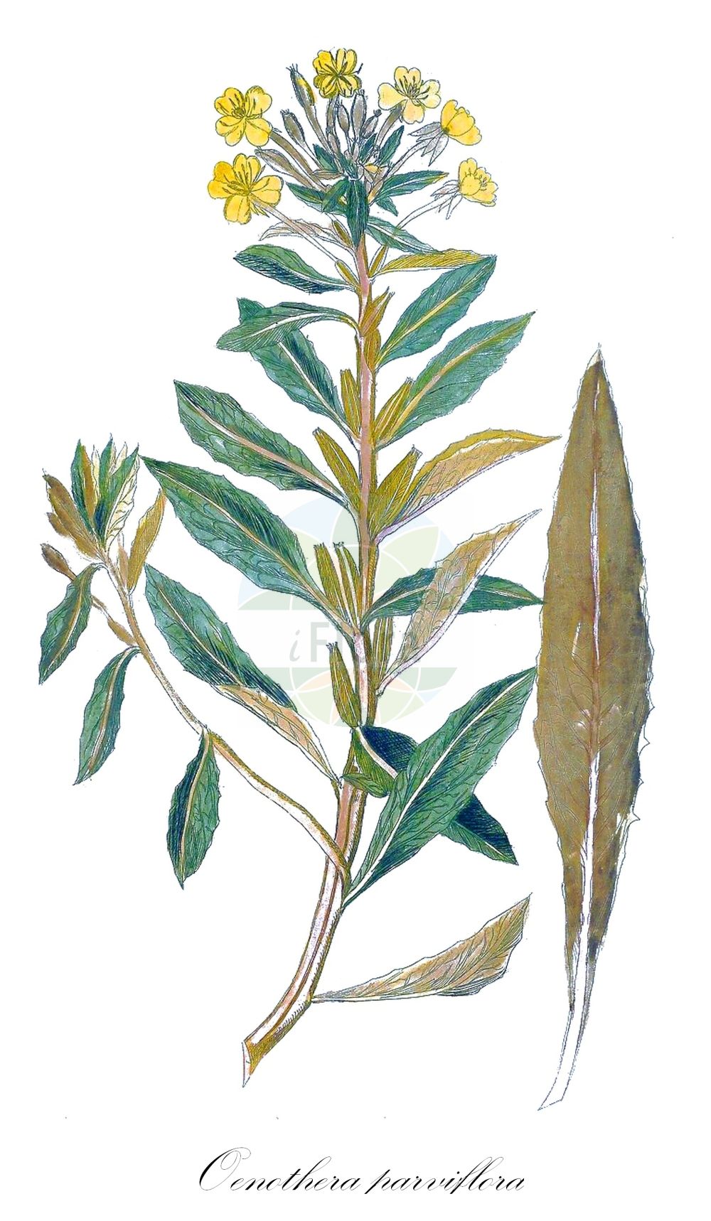 Historische Abbildung von Oenothera parviflora agg. (Kleinblütige Nachtkerze - Northern Evening Primrose). Das Bild zeigt Blatt, Bluete, Frucht und Same. ---- Historical Drawing of Oenothera parviflora agg. (Kleinblütige Nachtkerze - Northern Evening Primrose). The image is showing leaf, flower, fruit and seed.(Oenothera parviflora agg.,Kleinblütige Nachtkerze,Northern Evening Primrose,Oenothera parviflora - Gruppe,Oenothera parviflora agg.,Kleinbluetige Nachtkerze,Northern Evening Primrose,Small-flowered Evening-Primrose,Oenothera,Nachtkerze,Evening-primroses,Onagraceae,Nachtkerzengewächse,Evening Primrose family,Blatt,Bluete,Frucht,Same,leaf,flower,fruit,seed)
