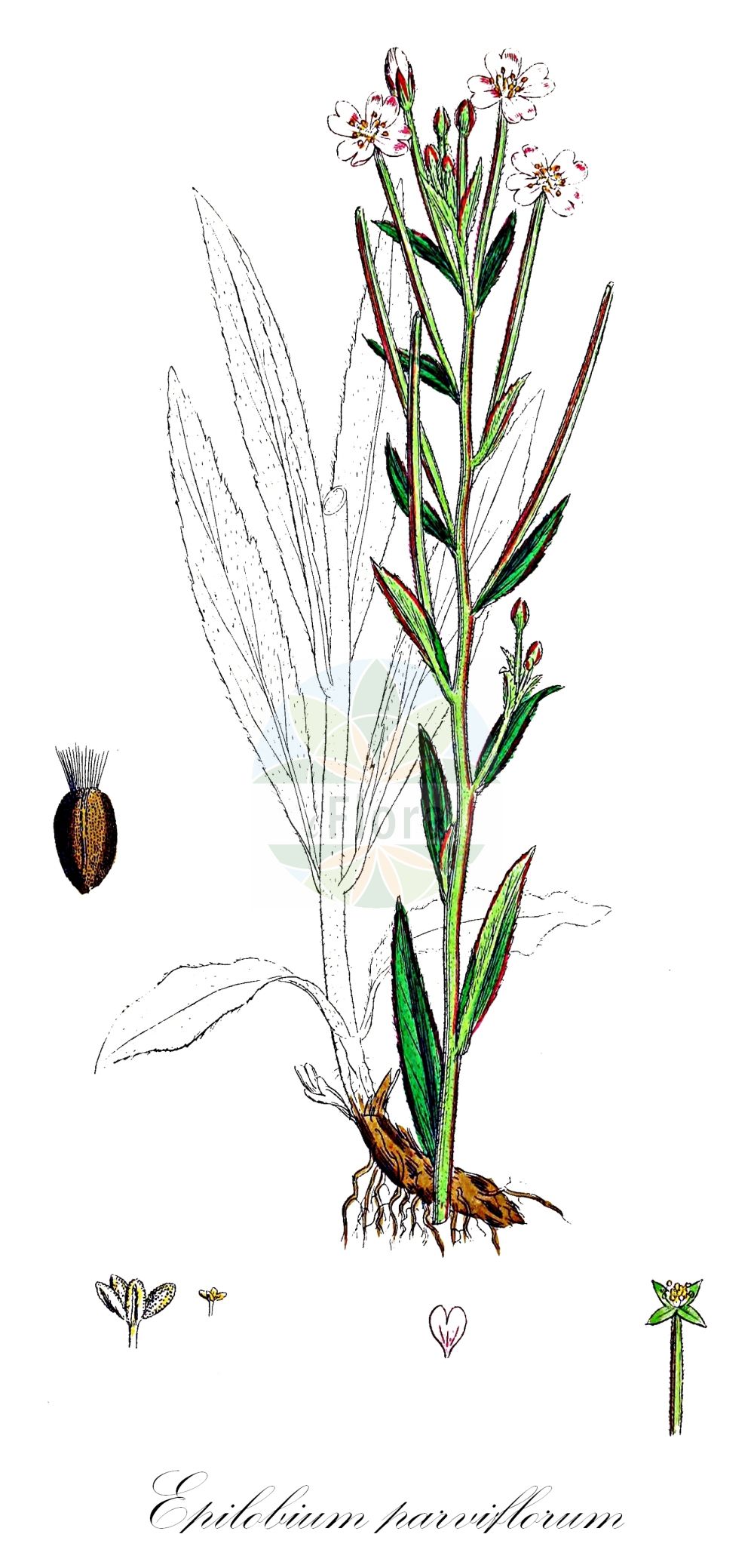 Historische Abbildung von Epilobium parviflorum (Kleinblütiges Weidenröschen - Hoary Willowherb). Das Bild zeigt Blatt, Bluete, Frucht und Same. ---- Historical Drawing of Epilobium parviflorum (Kleinblütiges Weidenröschen - Hoary Willowherb). The image is showing leaf, flower, fruit and seed.(Epilobium parviflorum,Kleinblütiges Weidenröschen,Hoary Willowherb,Epilobium menthoides,Epilobium numidicum,Epilobium parviflorum,Epilobium umbrosum,Kleinbluetiges Weidenroeschen,Bach-Weidenroeschen,Flaum-Weidenroeschen,Hoary Willowherb,Downy Willowherb,Smallflower Hairy Willowherb,Small-flowered Hairy Willowherb,Epilobium,Weidenröschen,Willowherb,Onagraceae,Nachtkerzengewächse,Evening Primrose family,Blatt,Bluete,Frucht,Same,leaf,flower,fruit,seed,Sowerby (1790-1813))