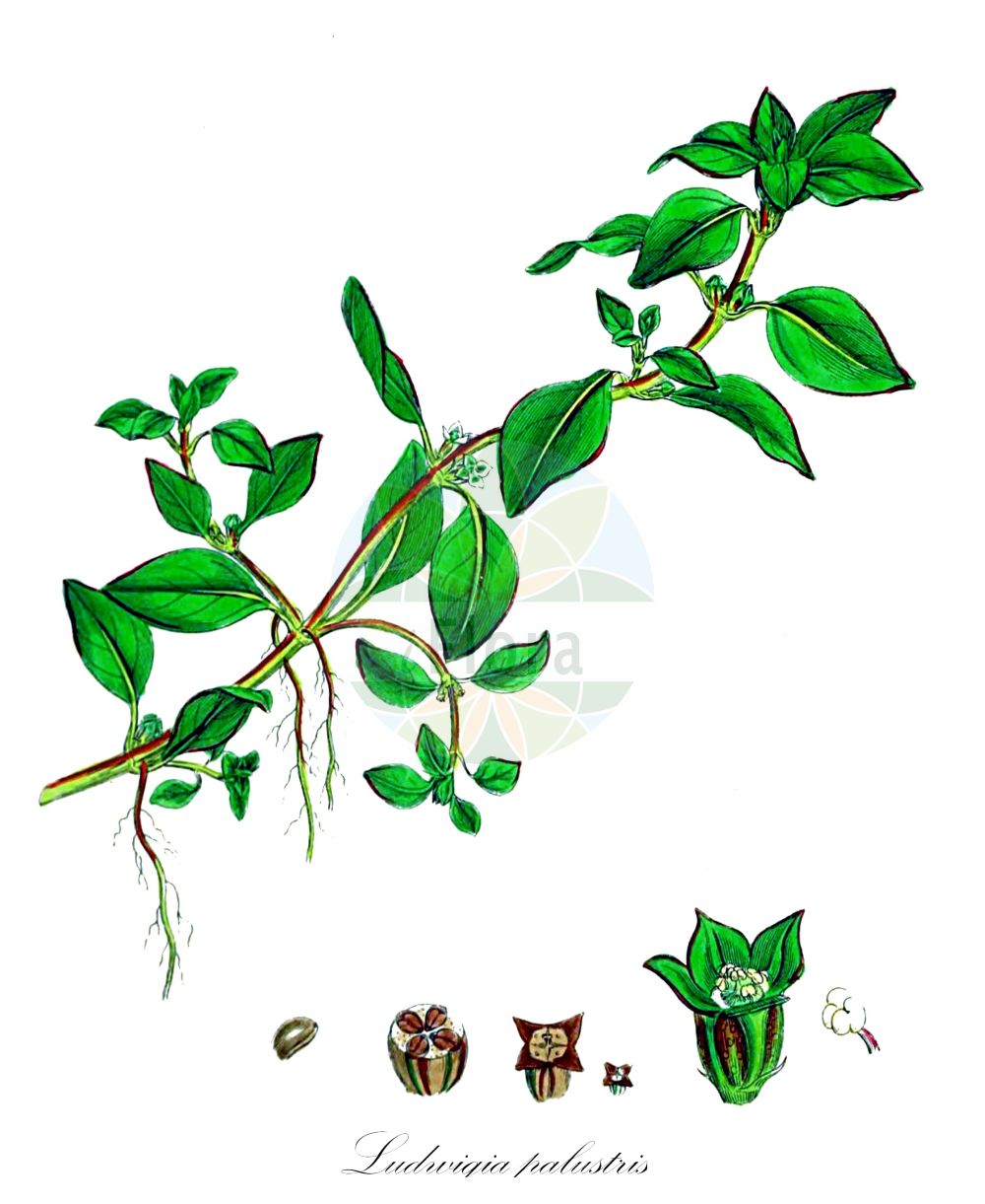 Historische Abbildung von Ludwigia palustris (Sumpf-Heusenkraut - Hampshire-purslane). Das Bild zeigt Blatt, Bluete, Frucht und Same. ---- Historical Drawing of Ludwigia palustris (Sumpf-Heusenkraut - Hampshire-purslane). The image is showing leaf, flower, fruit and seed.(Ludwigia palustris,Sumpf-Heusenkraut,Hampshire-purslane,Isnardia palustris,Ludwigia apetala,Ludwigia palustris,Sumpf-Heusenkraut,Wasserloeffelchen,Hampshire-purslane,Marsh Boxseed,Marsh Seedbox,Marsh Purslane,Water Purslane,Ludwigia,Heusenkraut,Primrose-willow,Onagraceae,Nachtkerzengewächse,Evening Primrose family,Blatt,Bluete,Frucht,Same,leaf,flower,fruit,seed,Sowerby (1790-1813))