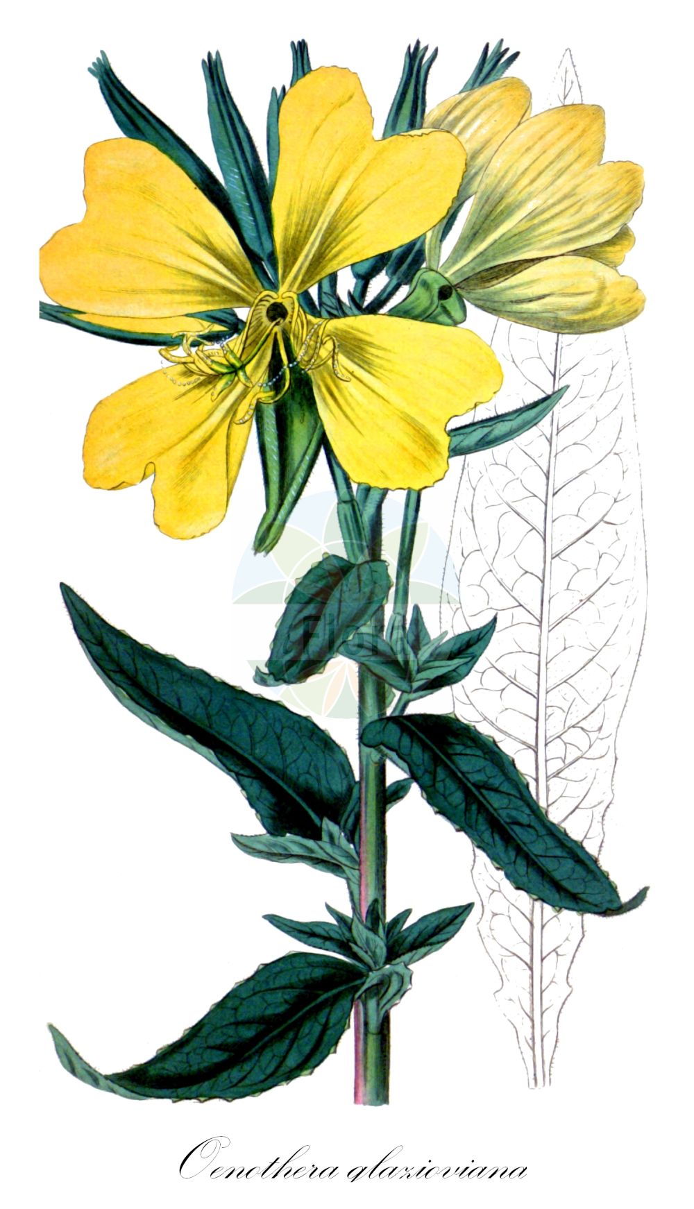 Historische Abbildung von Oenothera glazioviana (Rotkelchige Nachtkerze - Large-flowered Evening-Primrose). Das Bild zeigt Blatt, Bluete, Frucht und Same. ---- Historical Drawing of Oenothera glazioviana (Rotkelchige Nachtkerze - Large-flowered Evening-Primrose). The image is showing leaf, flower, fruit and seed.(Oenothera glazioviana,Rotkelchige Nachtkerze,Large-flowered Evening-Primrose,Oenothera erythrosepala,Oenothera glazioviana,Rotkelchige Nachtkerze,Large-flowered Evening-Primrose,Common Evening Primrose,Red-sepal Evening Primrose,Oenothera,Nachtkerze,Evening-primroses,Onagraceae,Nachtkerzengewächse,Evening Primrose family,Blatt,Bluete,Frucht,Same,leaf,flower,fruit,seed,Curtis Botanical Magazine (1819))