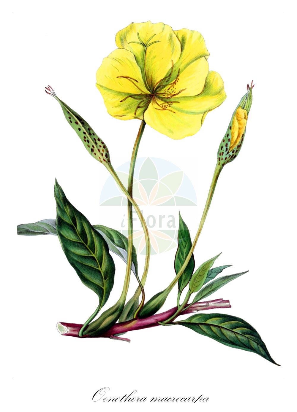 Historische Abbildung von Oenothera macrocarpa. Das Bild zeigt Blatt, Bluete, Frucht und Same. ---- Historical Drawing of Oenothera macrocarpa. The image is showing leaf, flower, fruit and seed.(Oenothera macrocarpa,Oenothera macrocarpa,Oenothera,Nachtkerze,Evening-primroses,Onagraceae,Nachtkerzengewächse,Evening Primrose family,Blatt,Bluete,Frucht,Same,leaf,flower,fruit,seed,Herbier général de l’amateur (1839-1850))
