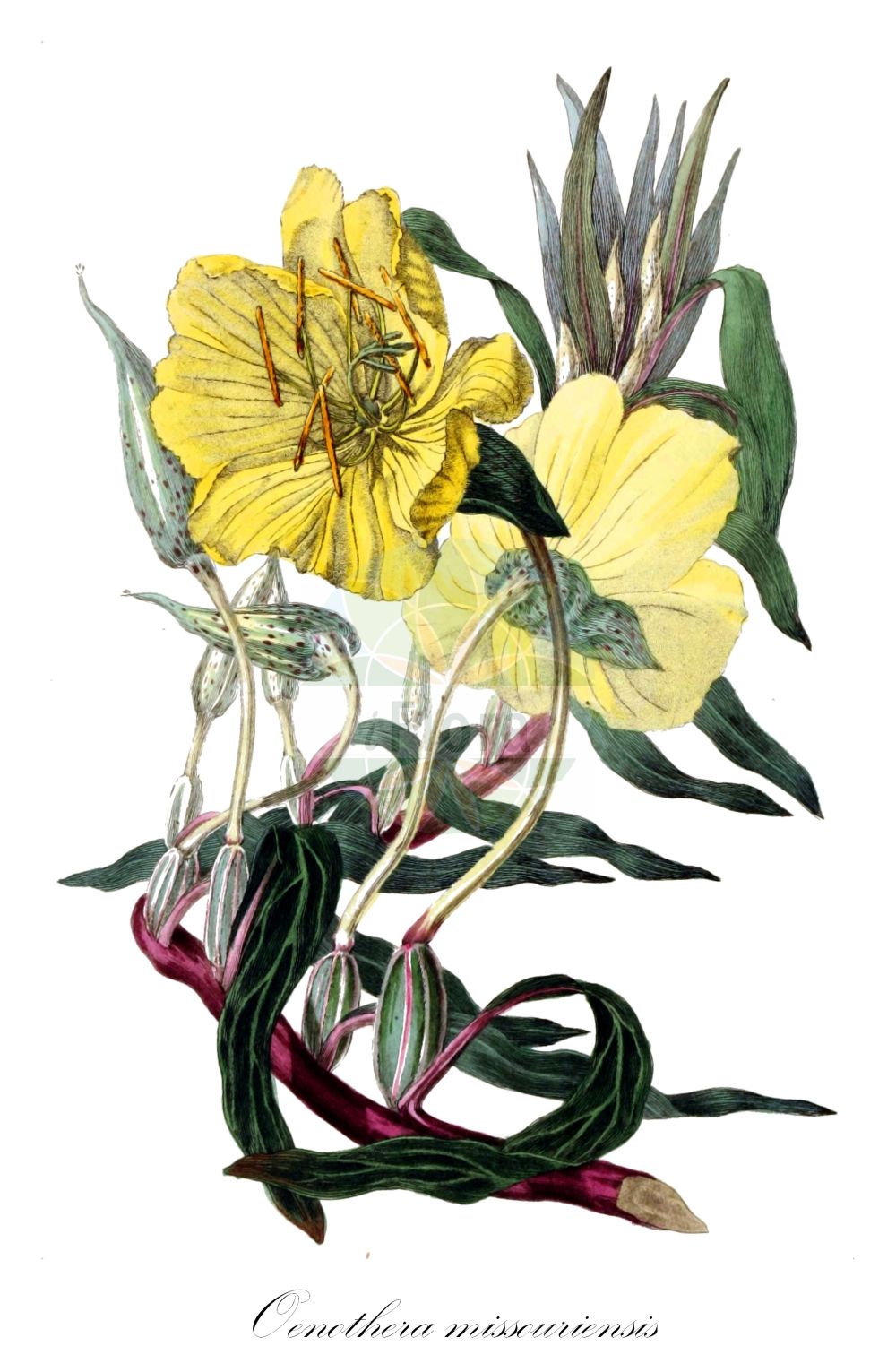 Historische Abbildung von Oenothera missouriensis. Das Bild zeigt Blatt, Bluete, Frucht und Same. ---- Historical Drawing of Oenothera missouriensis. The image is showing leaf, flower, fruit and seed.(Oenothera missouriensis,Megapterium missouriense,Oenothera missouriensis,Oenothera,Nachtkerze,Evening-primroses,Onagraceae,Nachtkerzengewächse,Evening Primrose family,Blatt,Bluete,Frucht,Same,leaf,flower,fruit,seed,Morris & Clarke (1826))