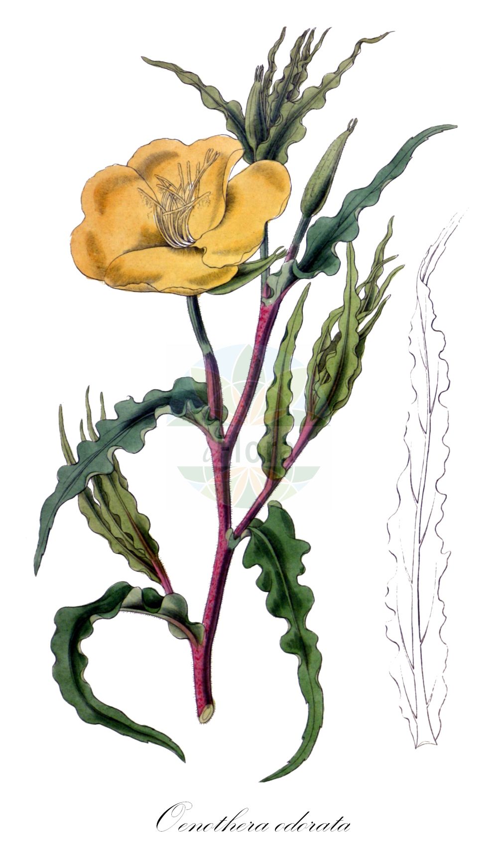 Historische Abbildung von Oenothera odorata. Das Bild zeigt Blatt, Bluete, Frucht und Same. ---- Historical Drawing of Oenothera odorata. The image is showing leaf, flower, fruit and seed.(Oenothera odorata,Oenothera odorata,Oenothera,Nachtkerze,Evening-primroses,Onagraceae,Nachtkerzengewächse,Evening Primrose family,Blatt,Bluete,Frucht,Same,leaf,flower,fruit,seed,Hooker (1823-1827))