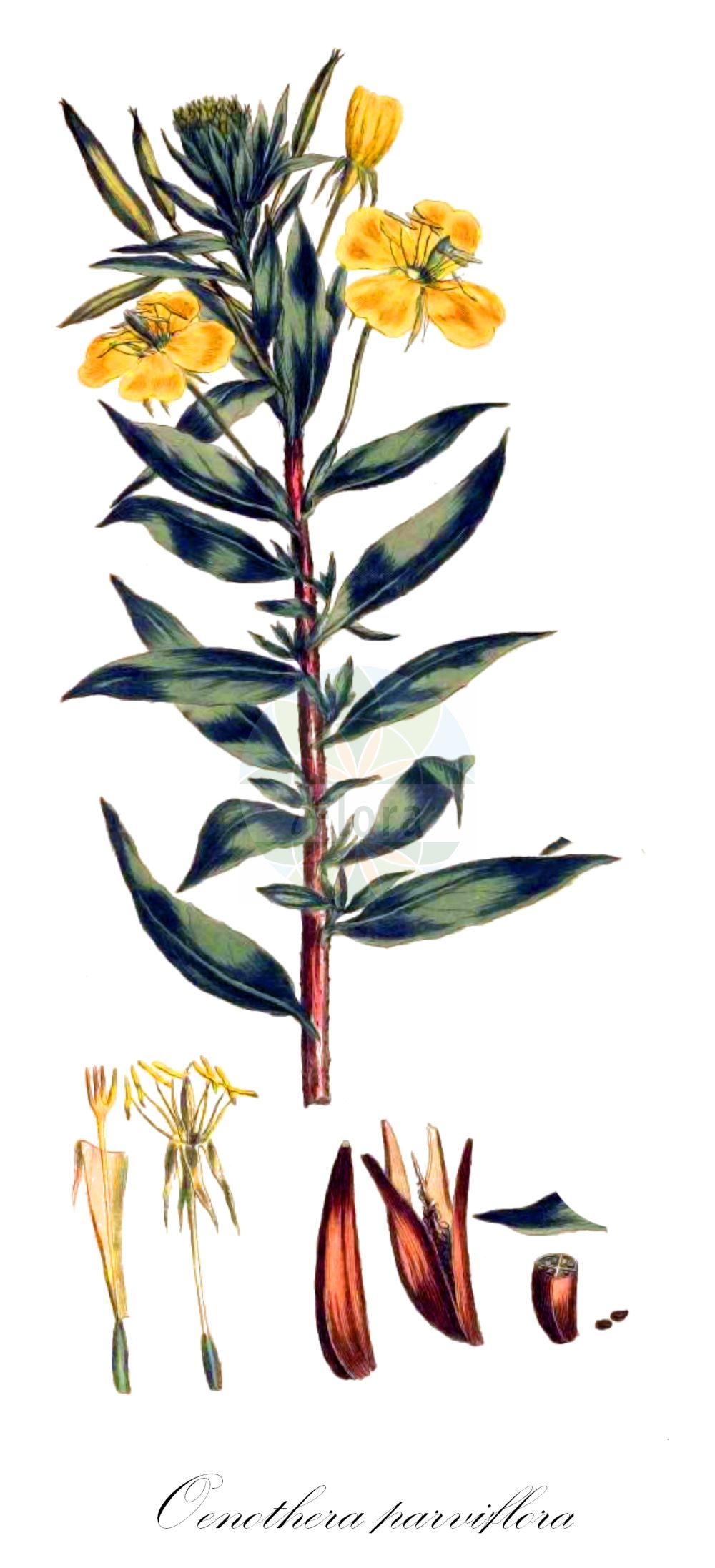 Historische Abbildung von Oenothera parviflora (Kleinblütige Nachtkerze - Small-flowered Evening-Primrose). Das Bild zeigt Blatt, Bluete, Frucht und Same. ---- Historical Drawing of Oenothera parviflora (Kleinblütige Nachtkerze - Small-flowered Evening-Primrose). The image is showing leaf, flower, fruit and seed.(Oenothera parviflora,Kleinblütige Nachtkerze,Small-flowered Evening-Primrose,Oenothera parviflora,Onagra parviflora,Kleinbluetige Nachtkerze,Kleinbluetige Nachtkerze,Small-flowered Evening-Primrose,Oenothera,Nachtkerze,Evening-primroses,Onagraceae,Nachtkerzengewächse,Evening Primrose family,Blatt,Bluete,Frucht,Same,leaf,flower,fruit,seed,Miller (1755-1760))