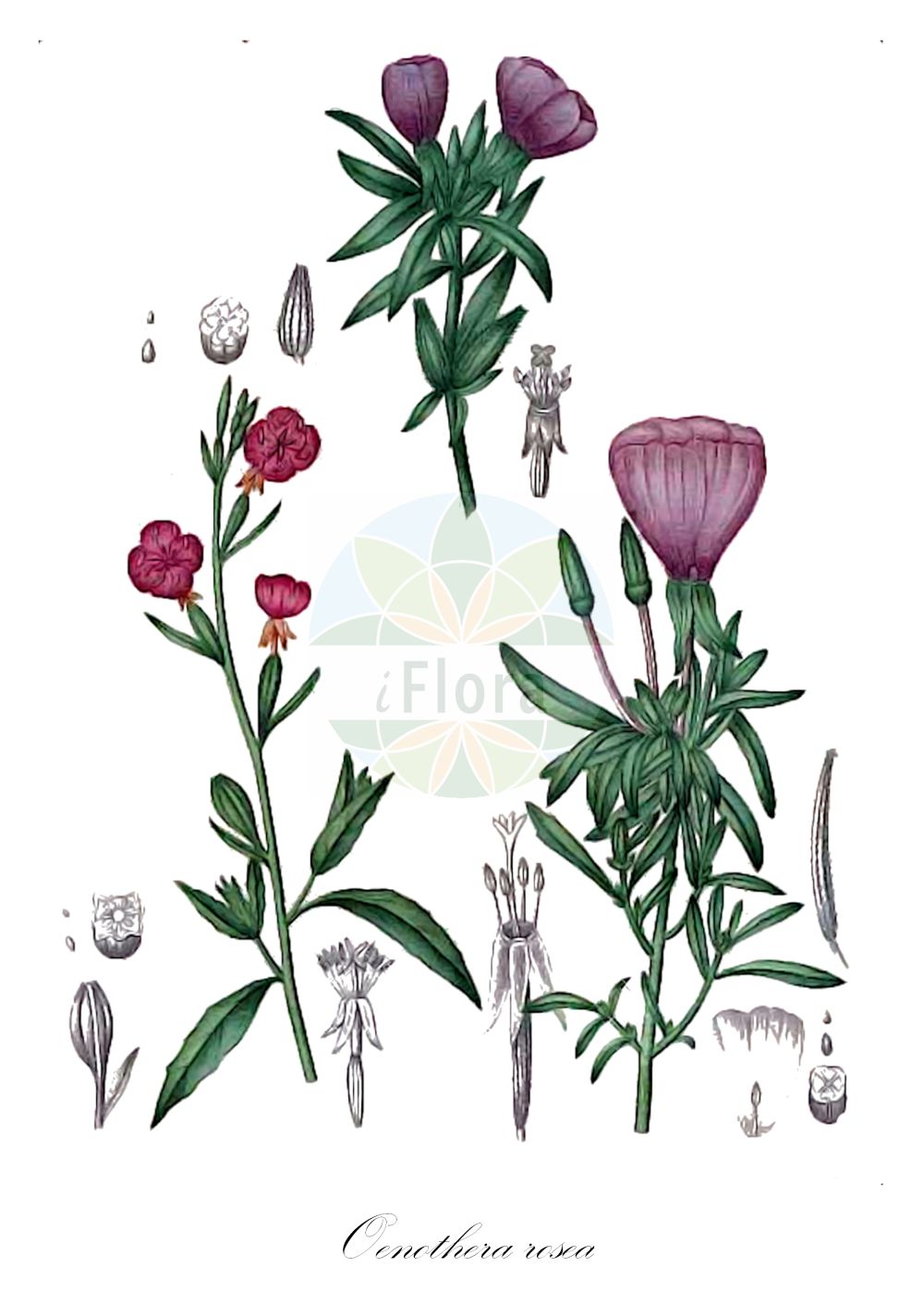 Historische Abbildung von Oenothera rosea. Das Bild zeigt Blatt, Bluete, Frucht und Same. ---- Historical Drawing of Oenothera rosea. The image is showing leaf, flower, fruit and seed.(Oenothera rosea,Oenothera rosea,Oenothera,Nachtkerze,Evening-primroses,Onagraceae,Nachtkerzengewächse,Evening Primrose family,Blatt,Bluete,Frucht,Same,leaf,flower,fruit,seed,de Saint-Hilaire (1828-1833))