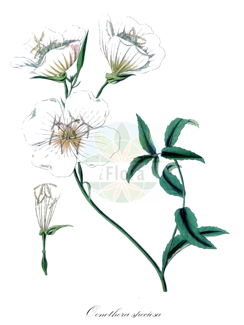 Historische Abbildung von Oenothera speciosa. Das Bild zeigt Blatt, Bluete, Frucht und Same. ---- Historical Drawing of Oenothera speciosa. The image is showing leaf, flower, fruit and seed.(Oenothera speciosa,Oenothera speciosa,Oenothera,Nachtkerze,Evening-primroses,Onagraceae,Nachtkerzengewächse,Evening Primrose family,Blatt,Bluete,Frucht,Same,leaf,flower,fruit,seed,Hooker (1823-1827))