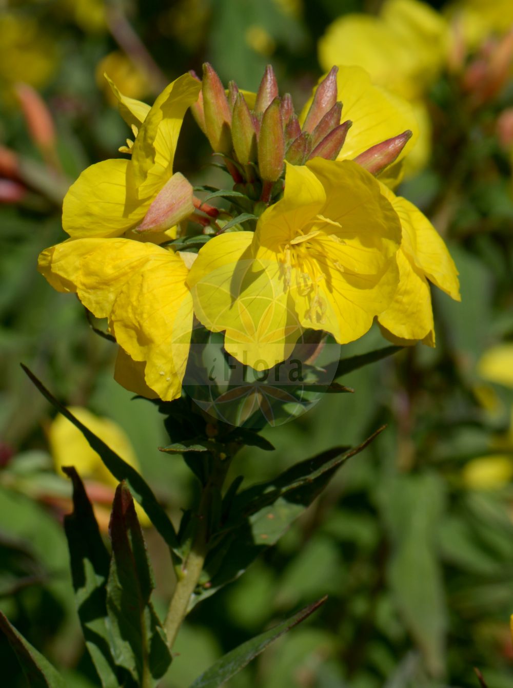 Foto von Oenothera fruticosa subsp. tetragona. Das Bild zeigt Blatt und Bluete. Das Foto wurde in Kiel, Schleswig-Holstein, Deutschland aufgenommen. ---- Photo of Oenothera fruticosa subsp. tetragona. The image is showing leaf and flower. The picture was taken in Kiel, Schleswig-Holstein, Germany.(Oenothera fruticosa subsp. tetragona,Oenothera tetragona,Oenothera,Nachtkerze,Evening-primroses,Onagraceae,Nachtkerzengewächse,Evening Primrose family,Blatt,Bluete,leaf,flower)